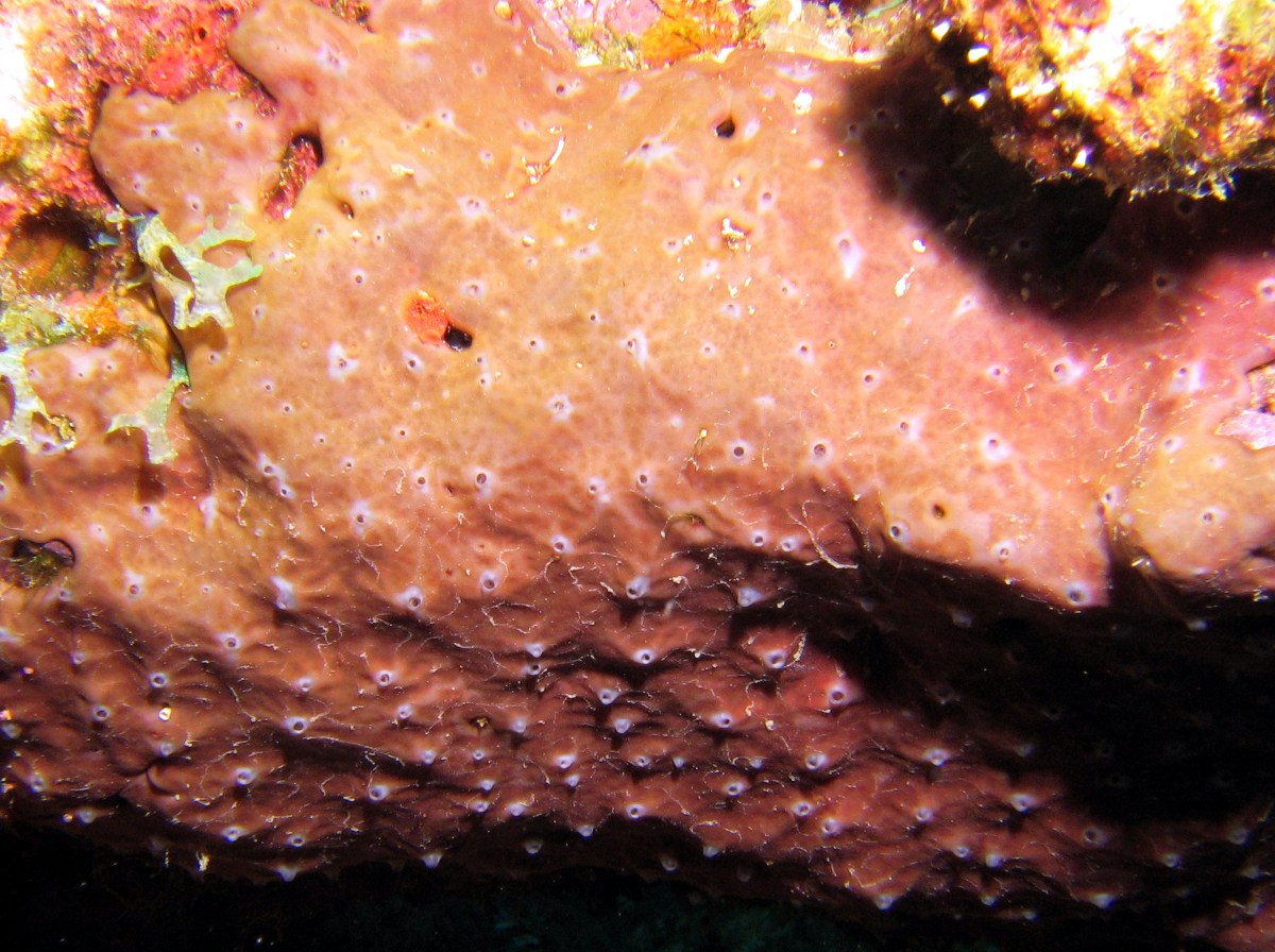 Coral Encrusting Sponge - Cliona caribbaea