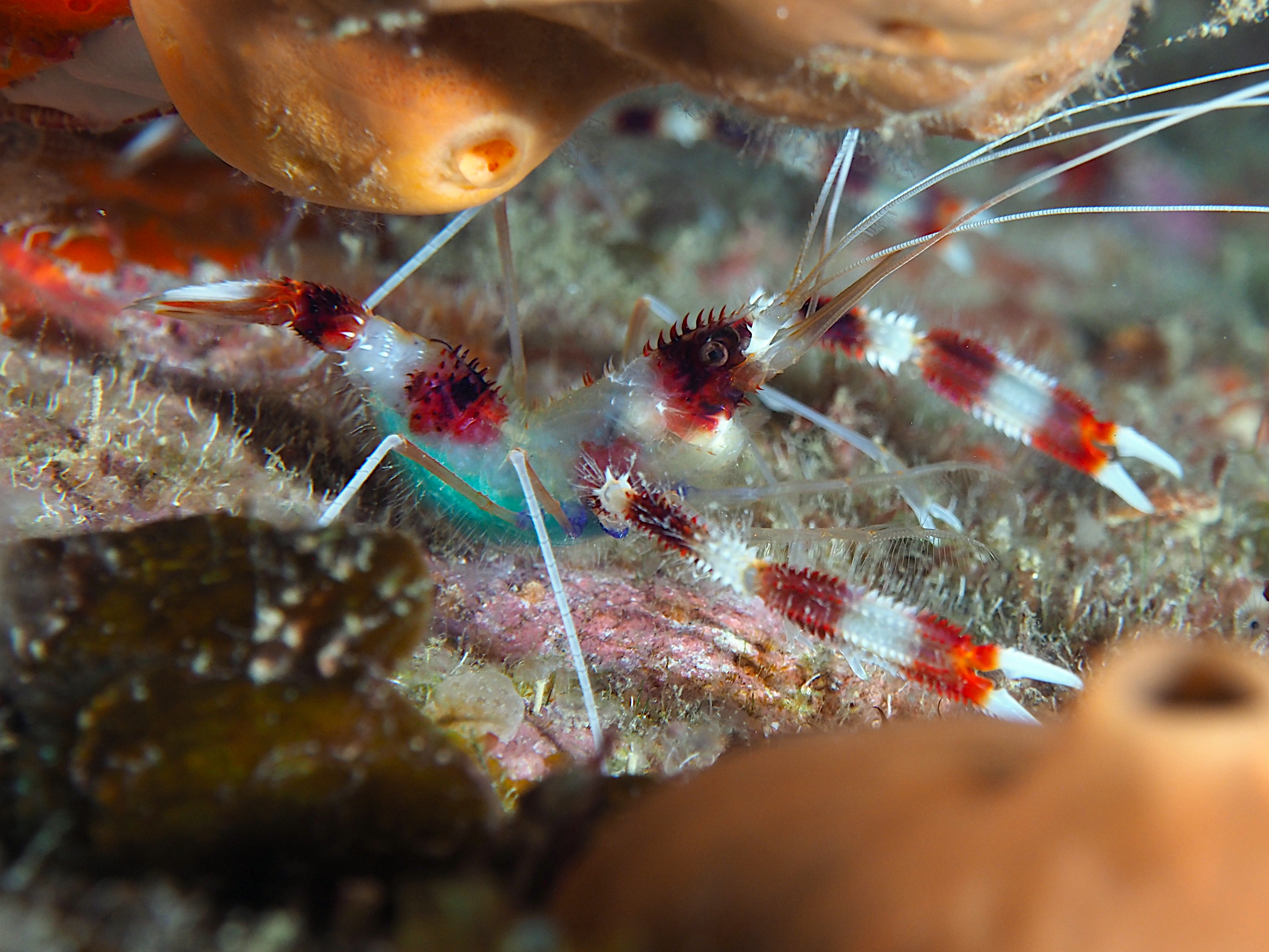 Banded Coral Shrimp - Stenopus hispidus