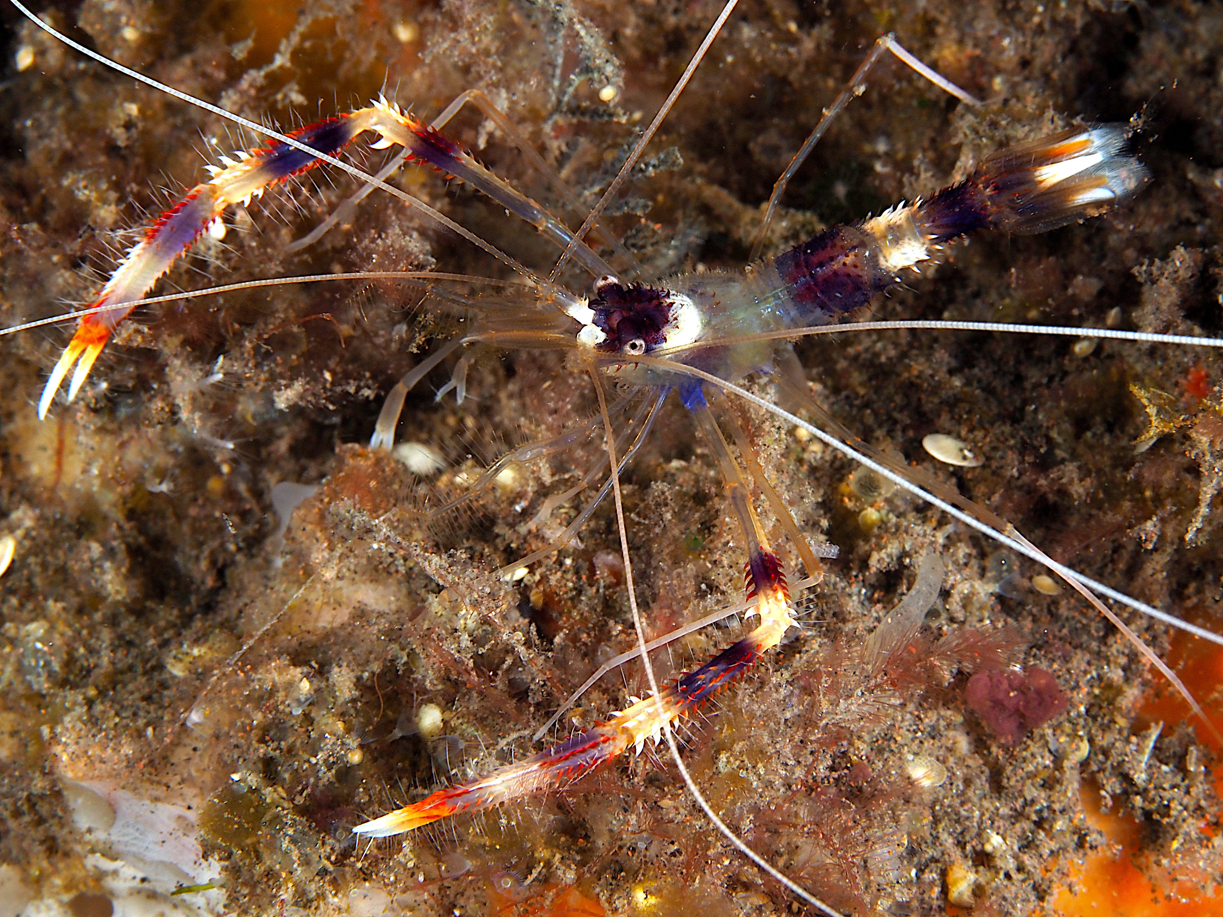 Banded Coral Shrimp - Stenopus hispidus