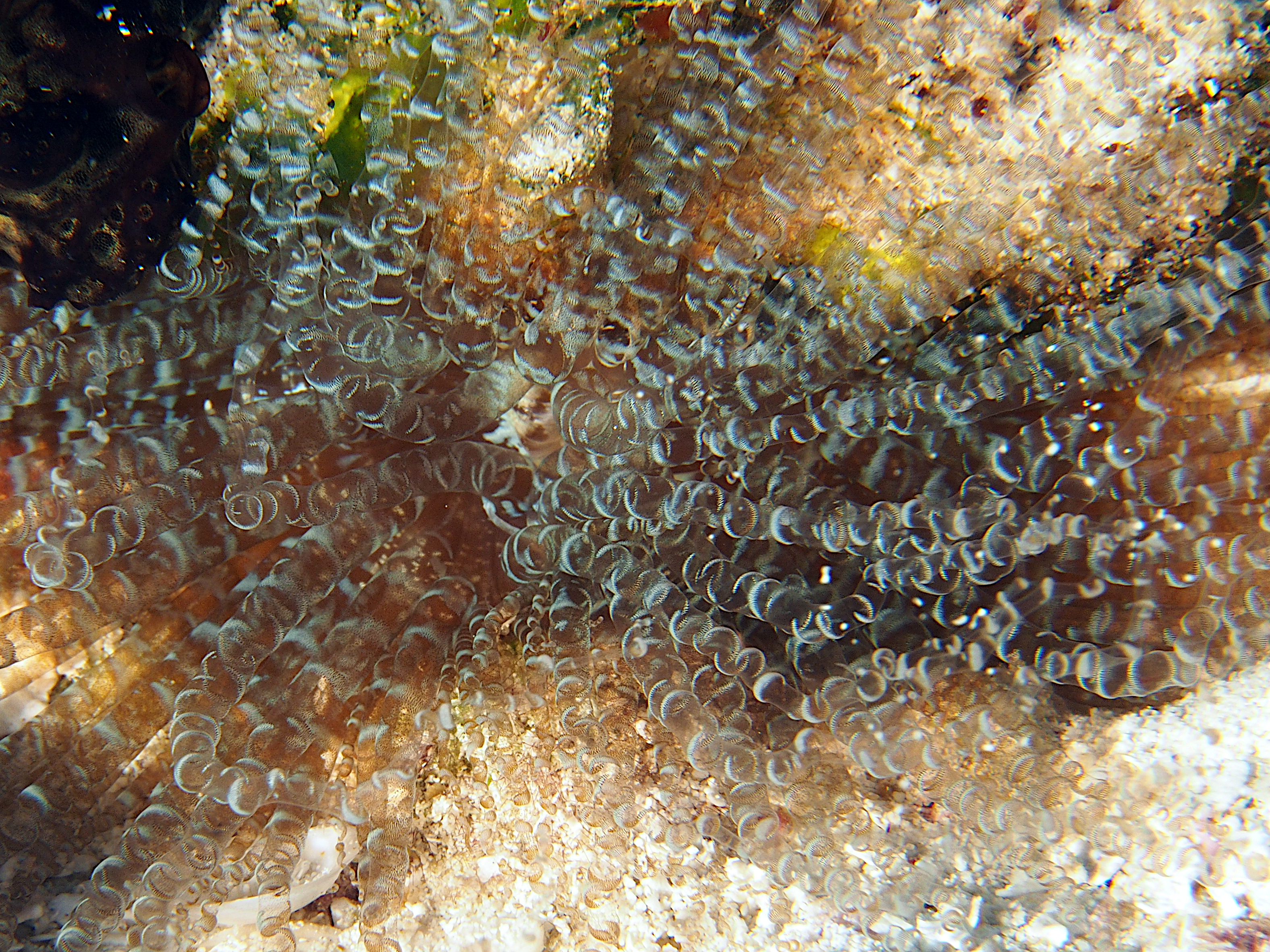 Corkscrew Anemone - Bartholomea annulata