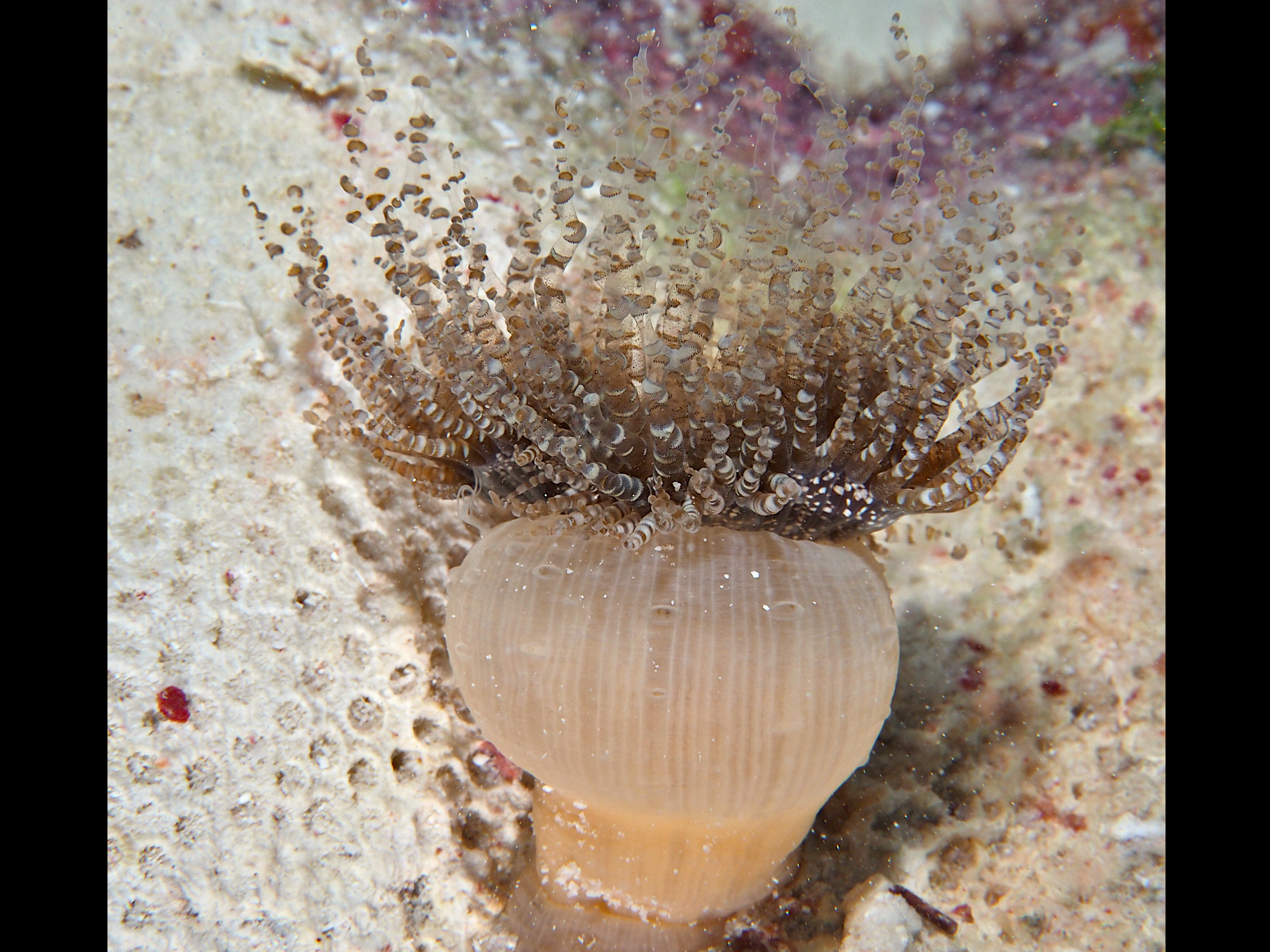 Corkscrew Anemone - Bartholomea annulata