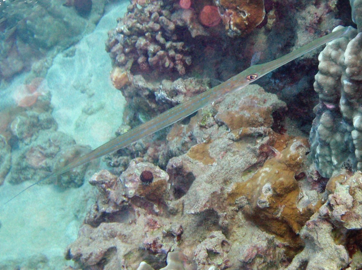 Bluespotted Cornetfish - Fistularia commersonii