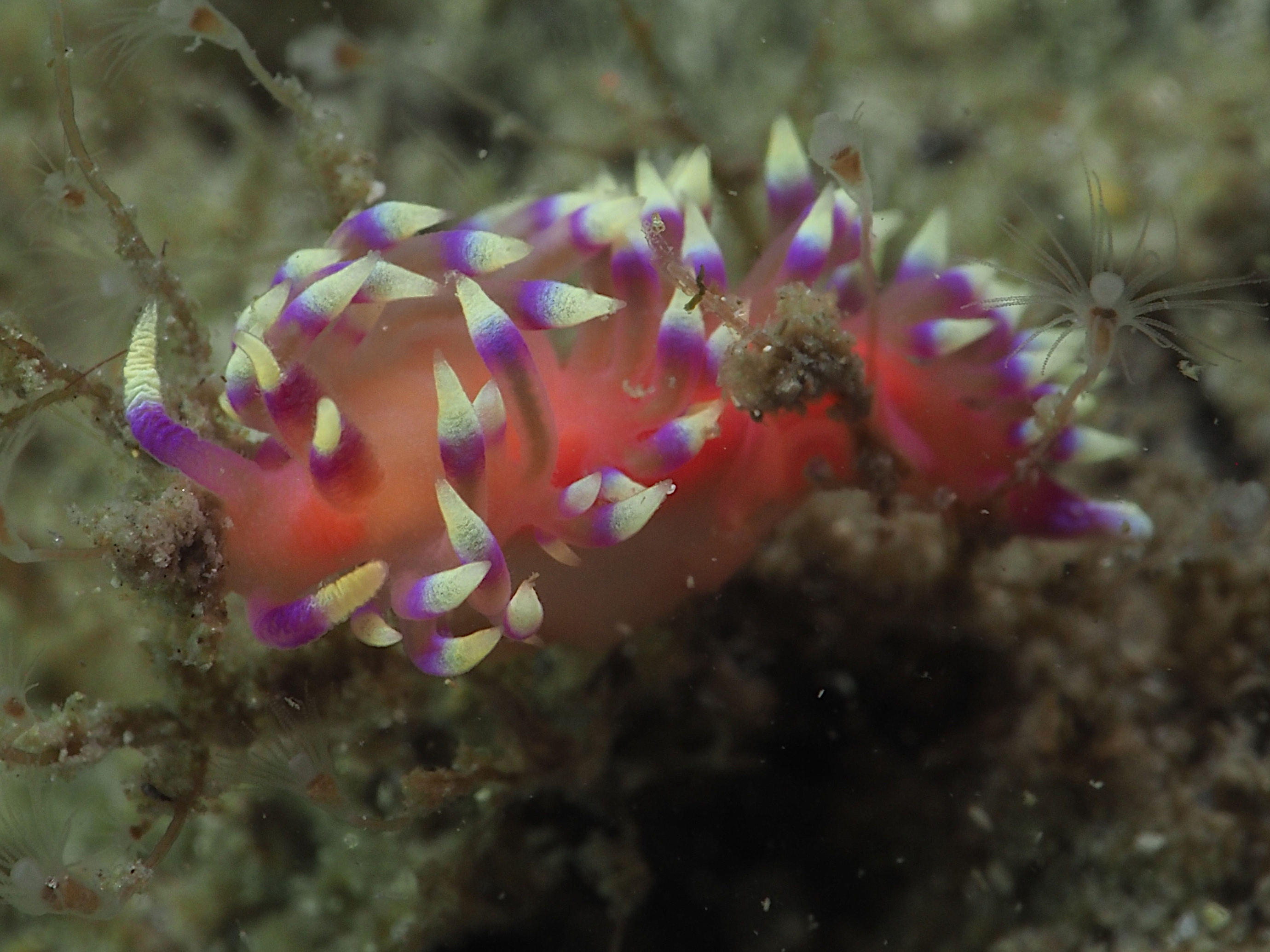 Marcus' Aeolid - Coryphellina marcusorum - Blue Heron Bridge, Florida