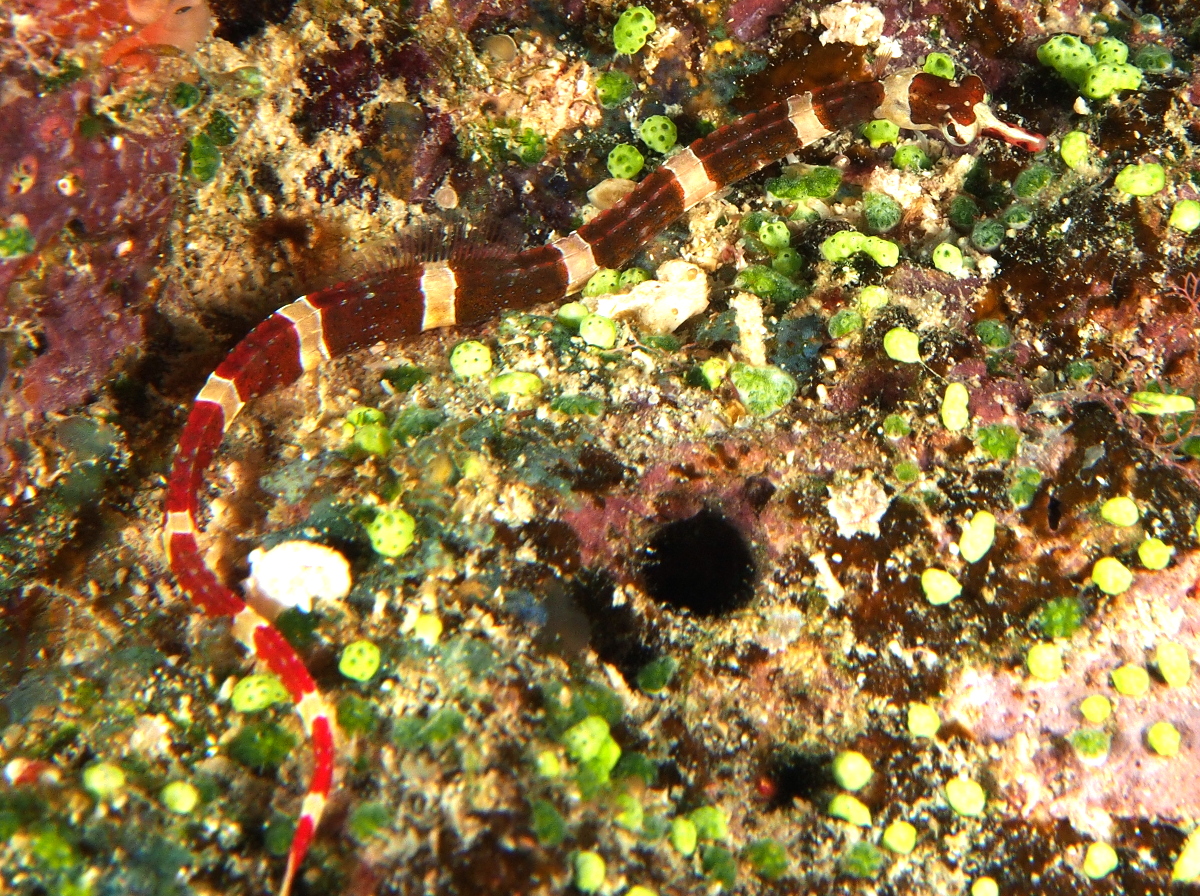 Brown-Banded Pipefish - Corythoichthys amplexus