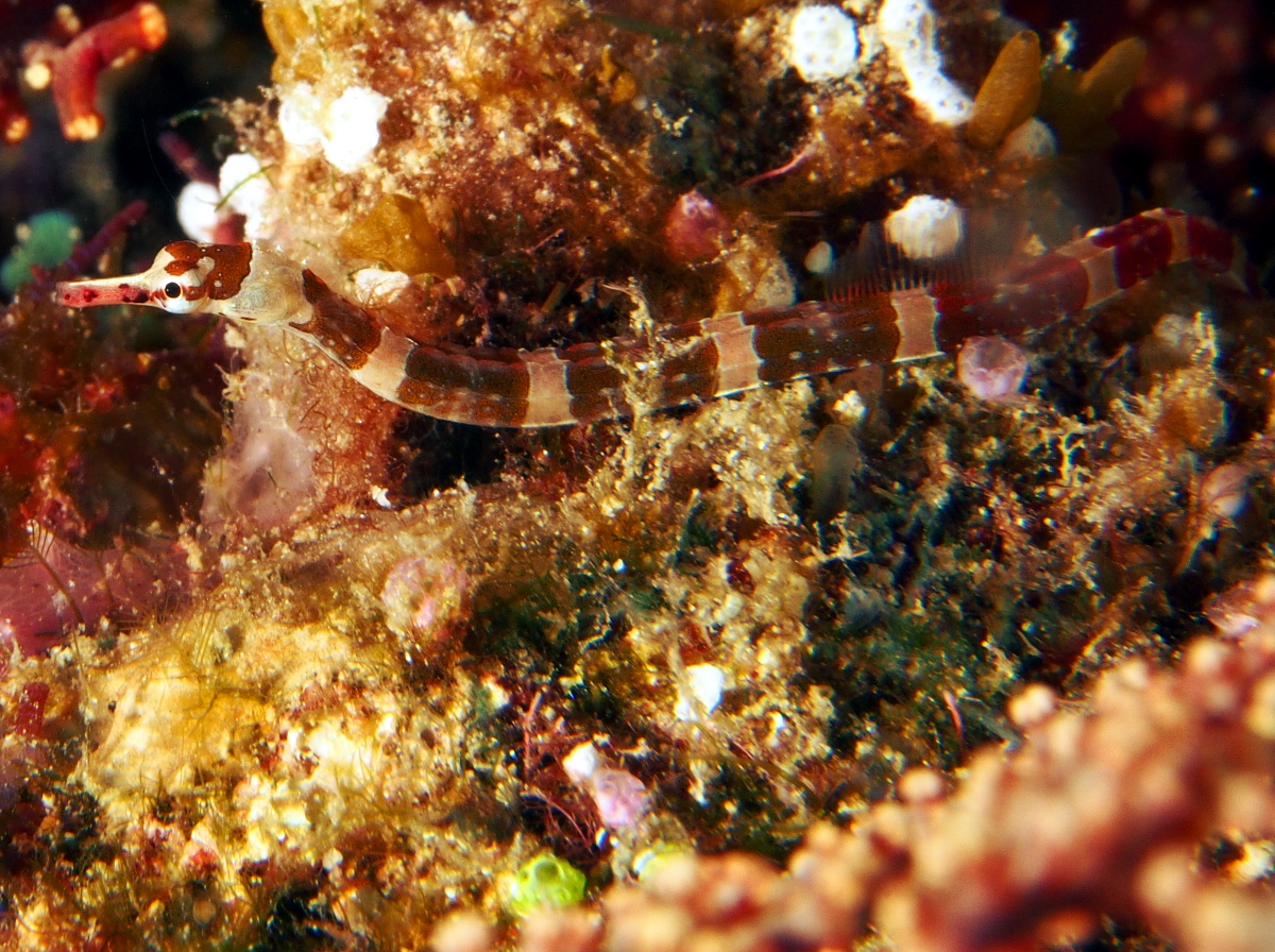 Brown-Banded Pipefish - Corythoichthys amplexus