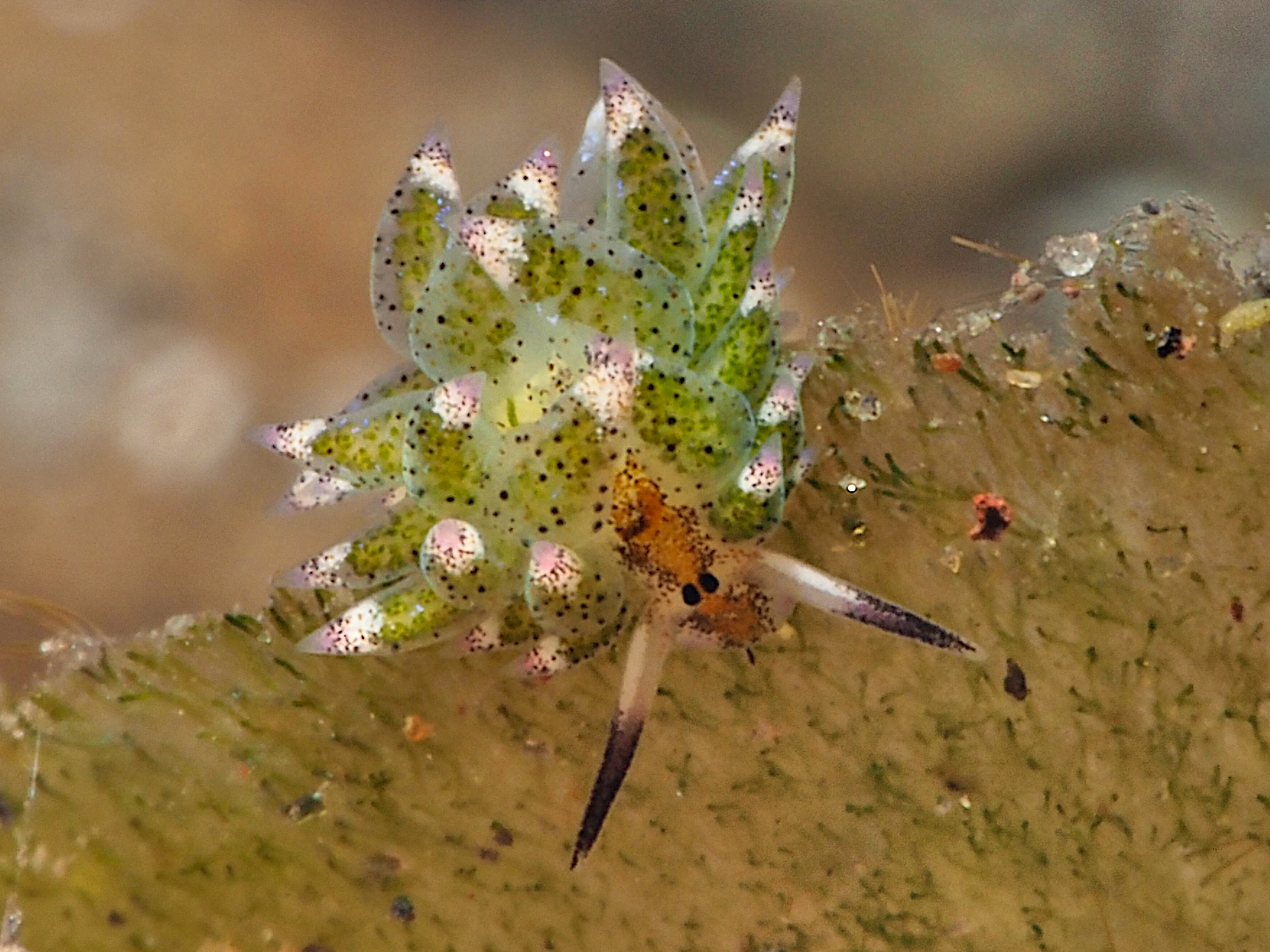 Leaf Sheep - Costasiella kuroshimae