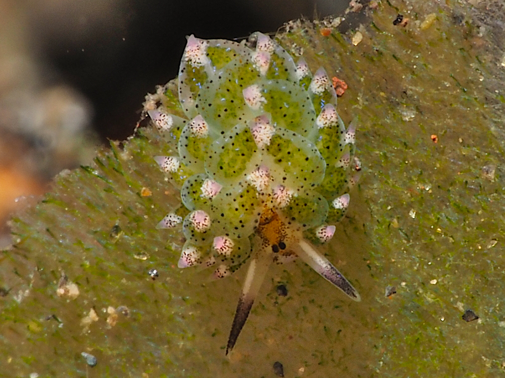 Leaf Sheep - Costasiella kuroshimae