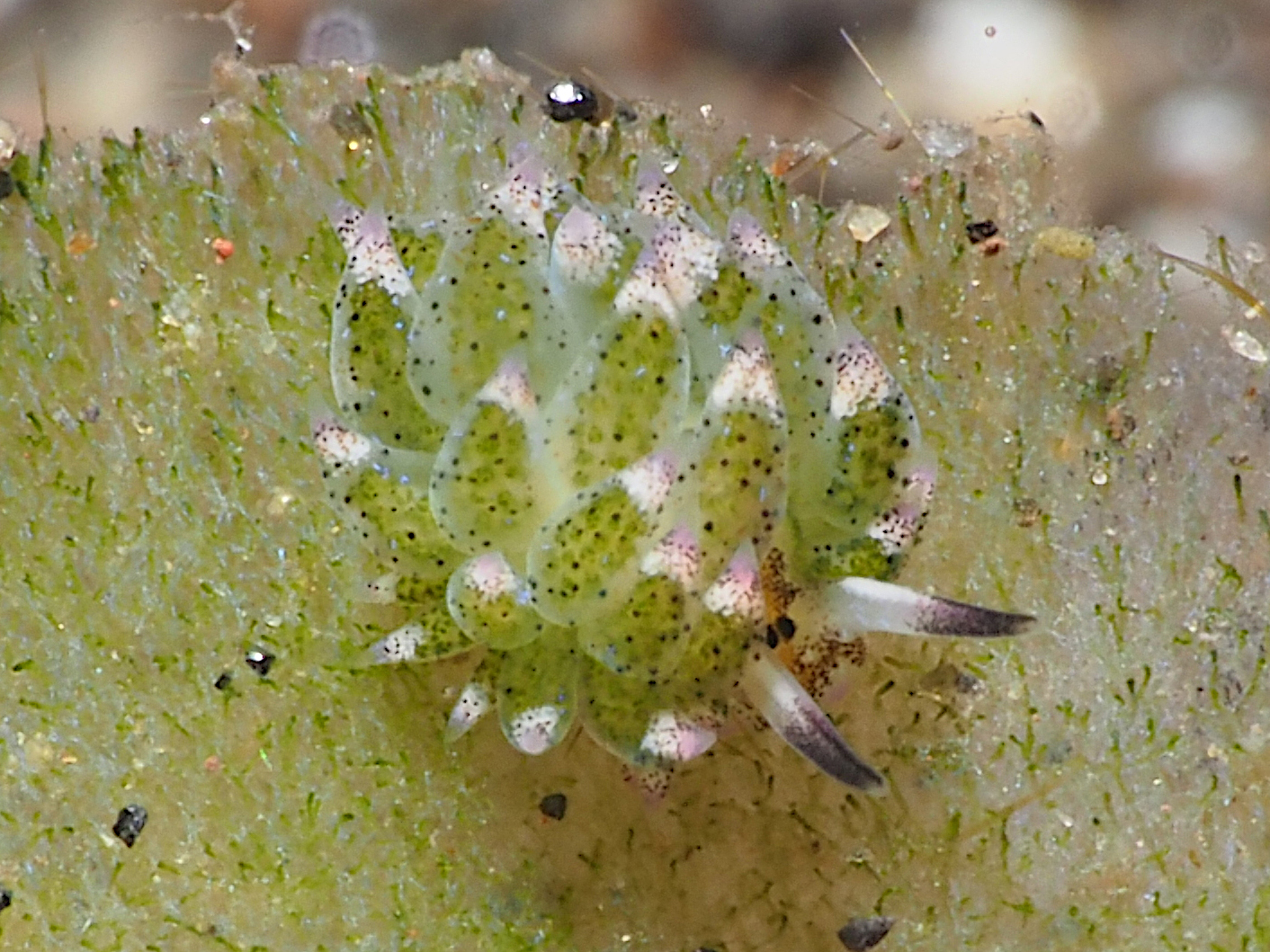 Leaf Sheep - Costasiella kuroshimae