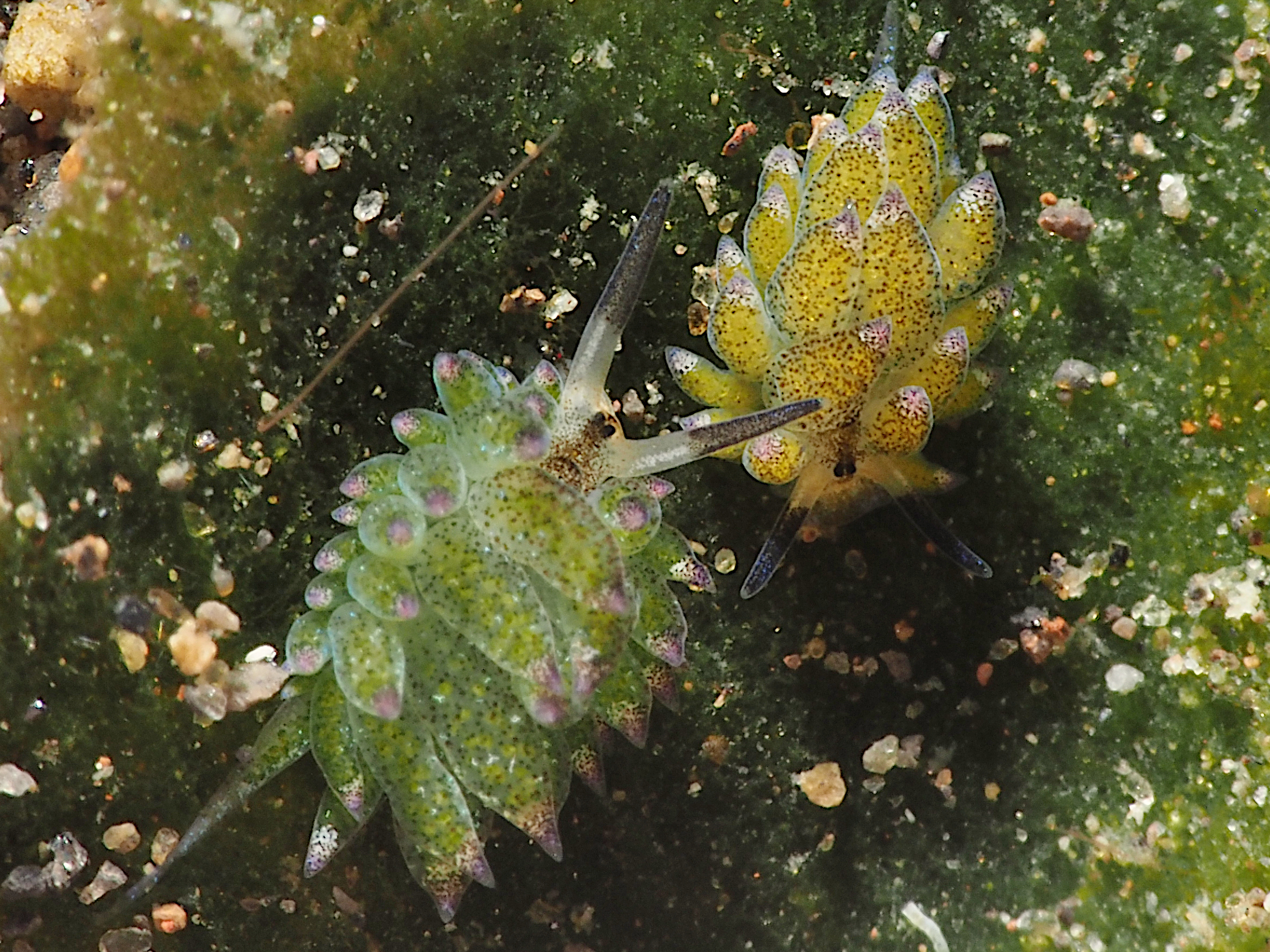 Leaf Sheep - Costasiella kuroshimae