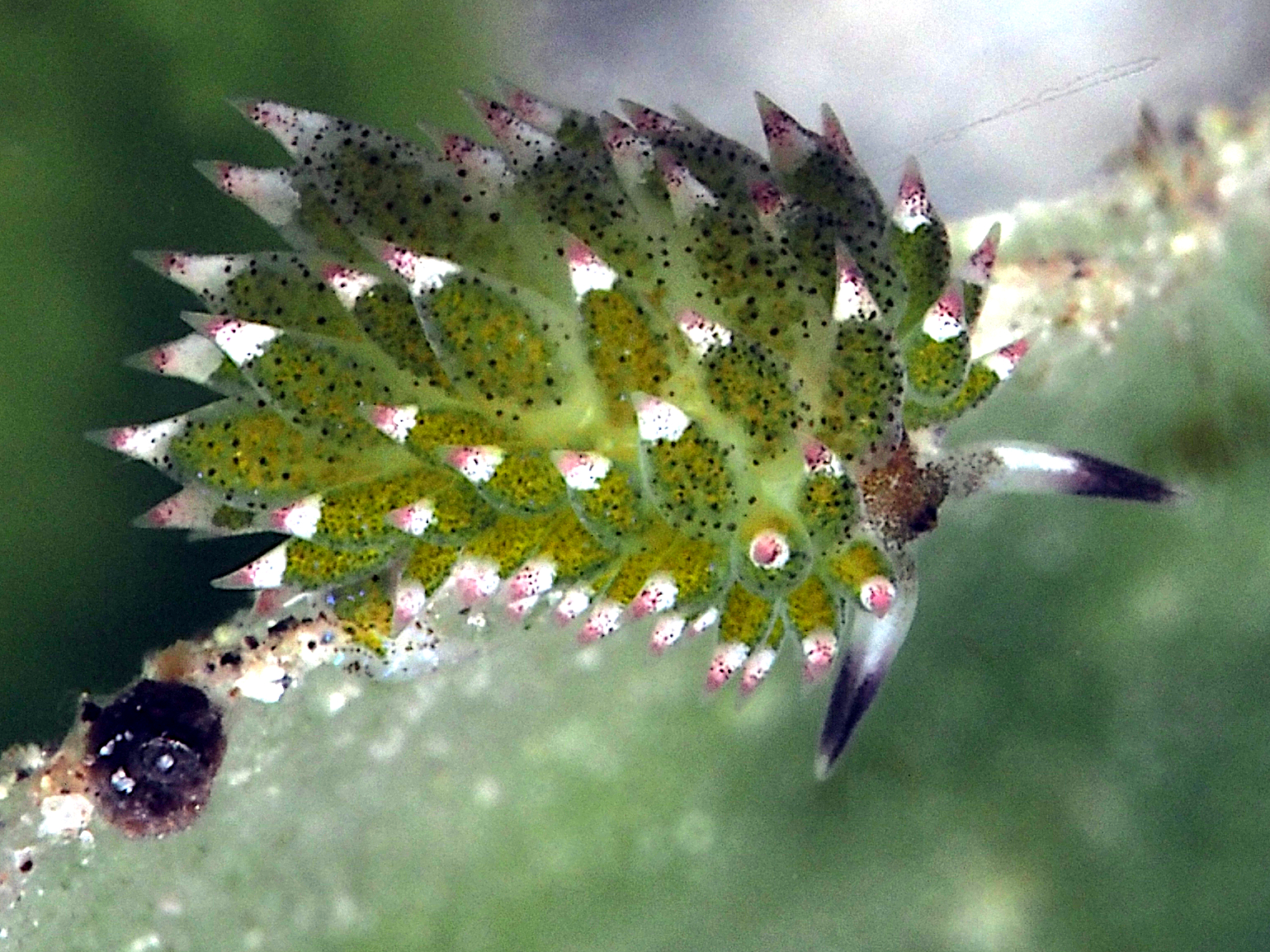 Leaf Sheep - Costasiella kuroshimae