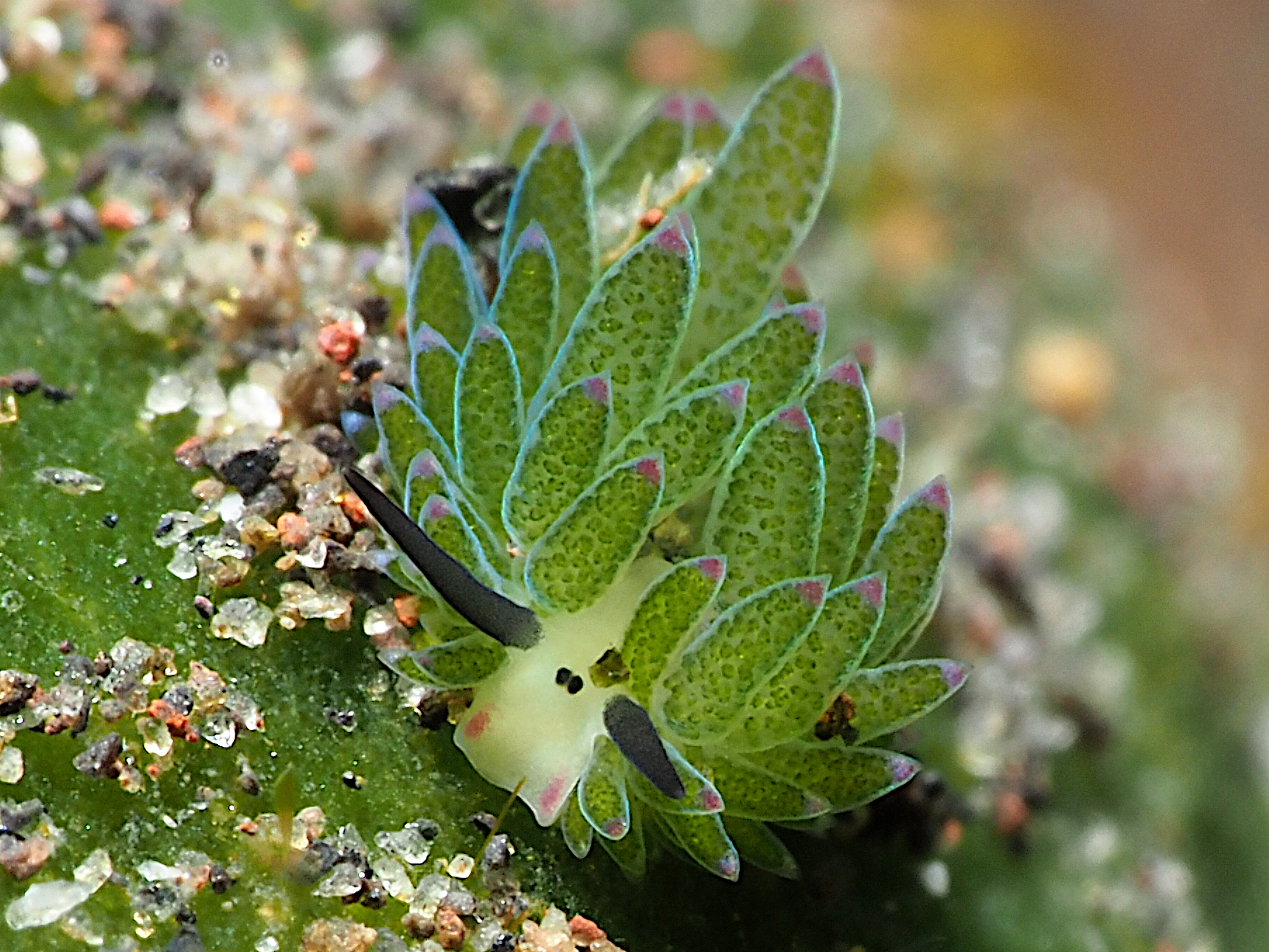 Purple-Tipped Costasiella - Costasiella sp. 1