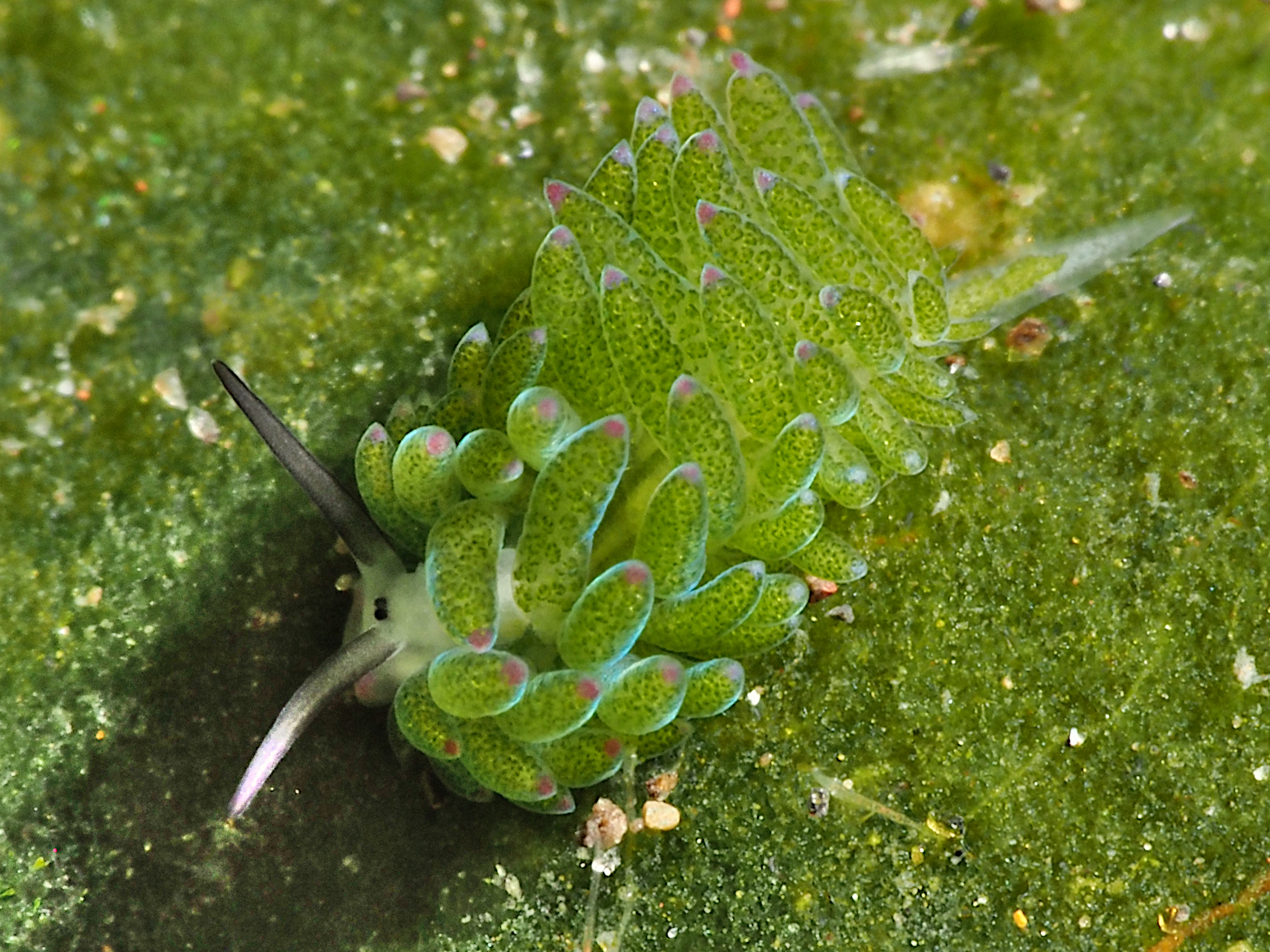 Purple-Tipped Costasiella - Costasiella sp. 1