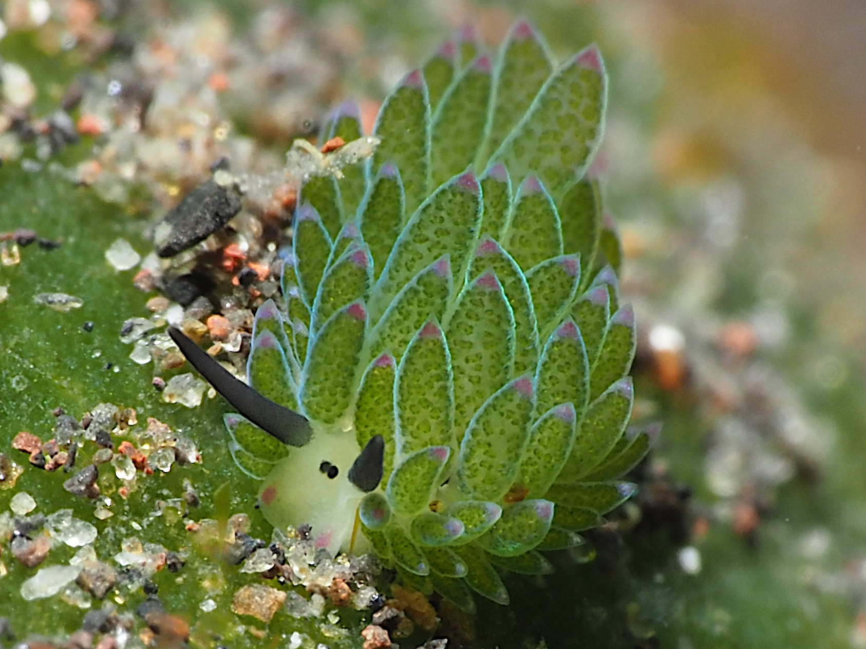 Purple-Tipped Costasiella - Costasiella sp. 1