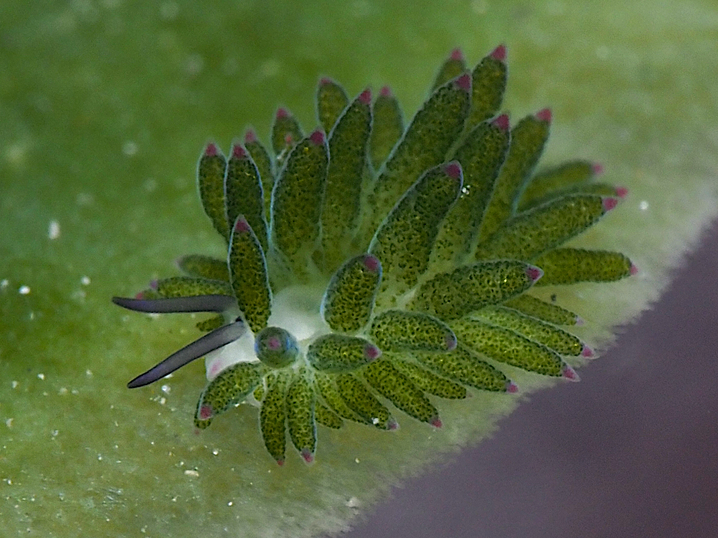 Purple-Tipped Costasiella - Costasiella sp. 1
