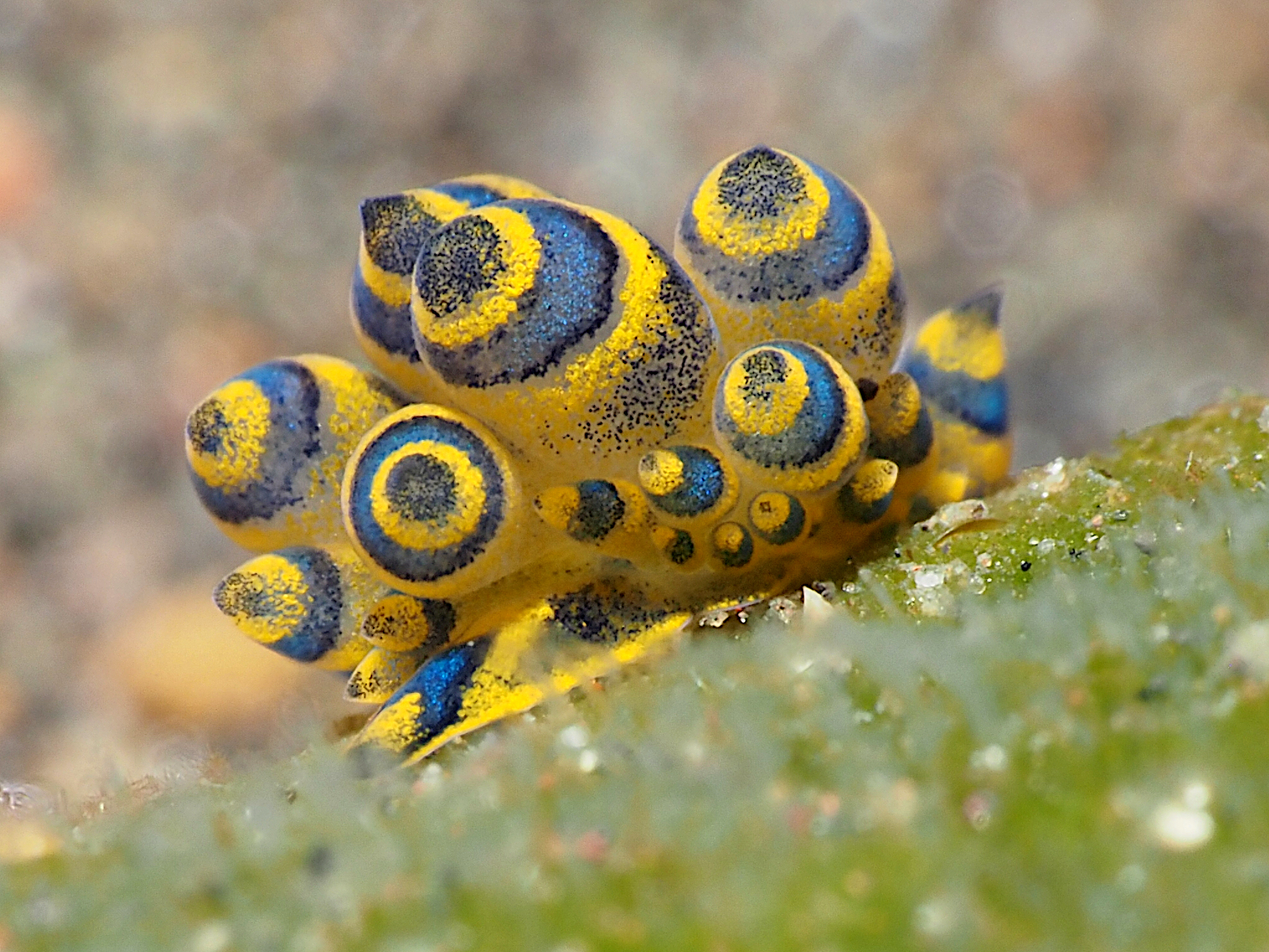 Deceptive Costasiella - Costasiella sp. 2