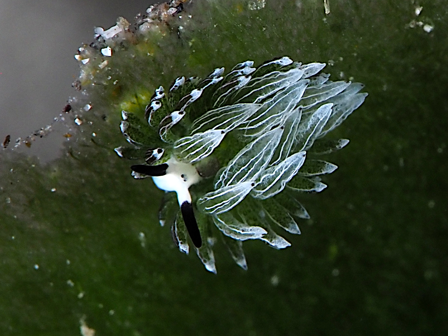 Rabbit Sapsucking Slug - Costasiella usagi