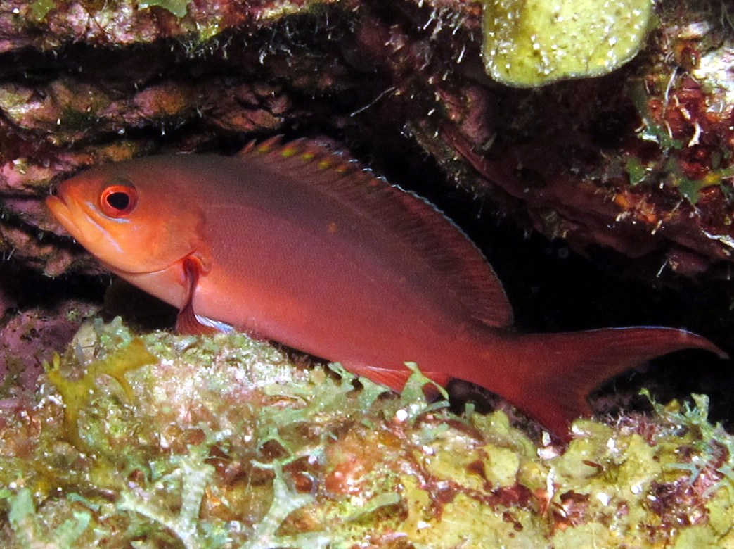 Atlantic Creolefish - Paranthias furcifer