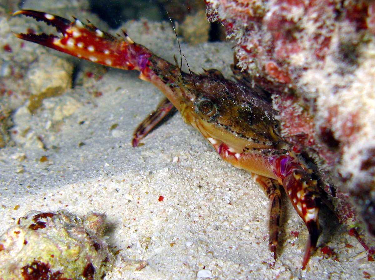 Blackpoint Sculling Crab - Cronious ruber