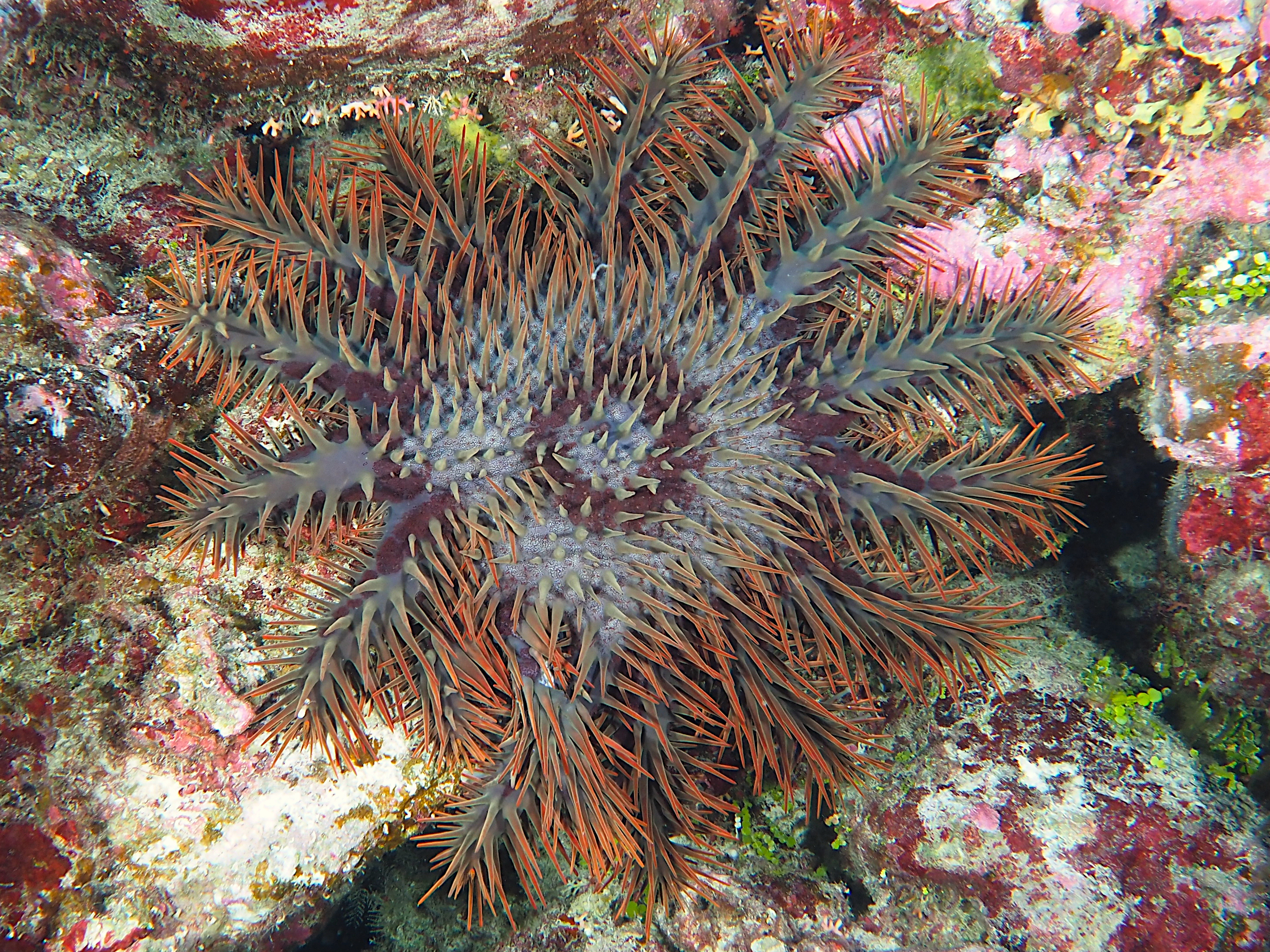 Crown-Of-Thorns - Acanthaster planci