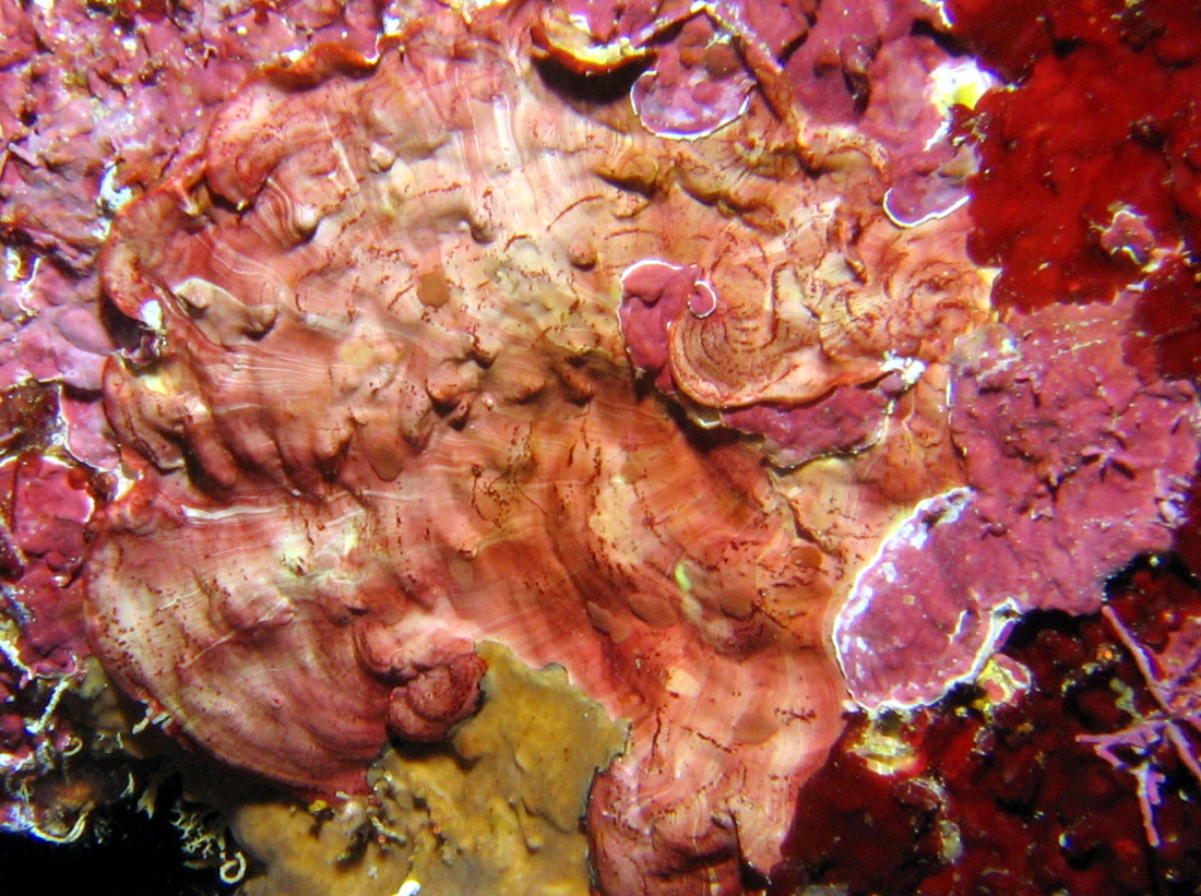 Crustose Coralline Algae - 