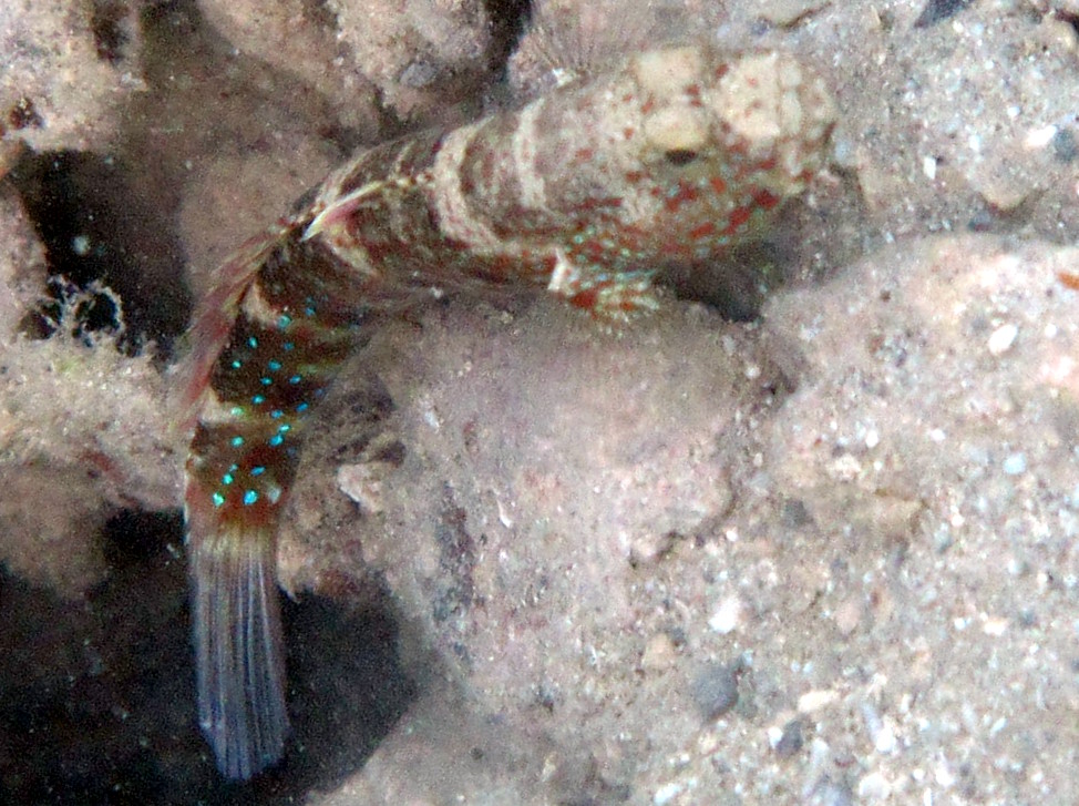 Blue-Speckled Shrimpgoby - Cryptocentrus caeruleopunctatus
