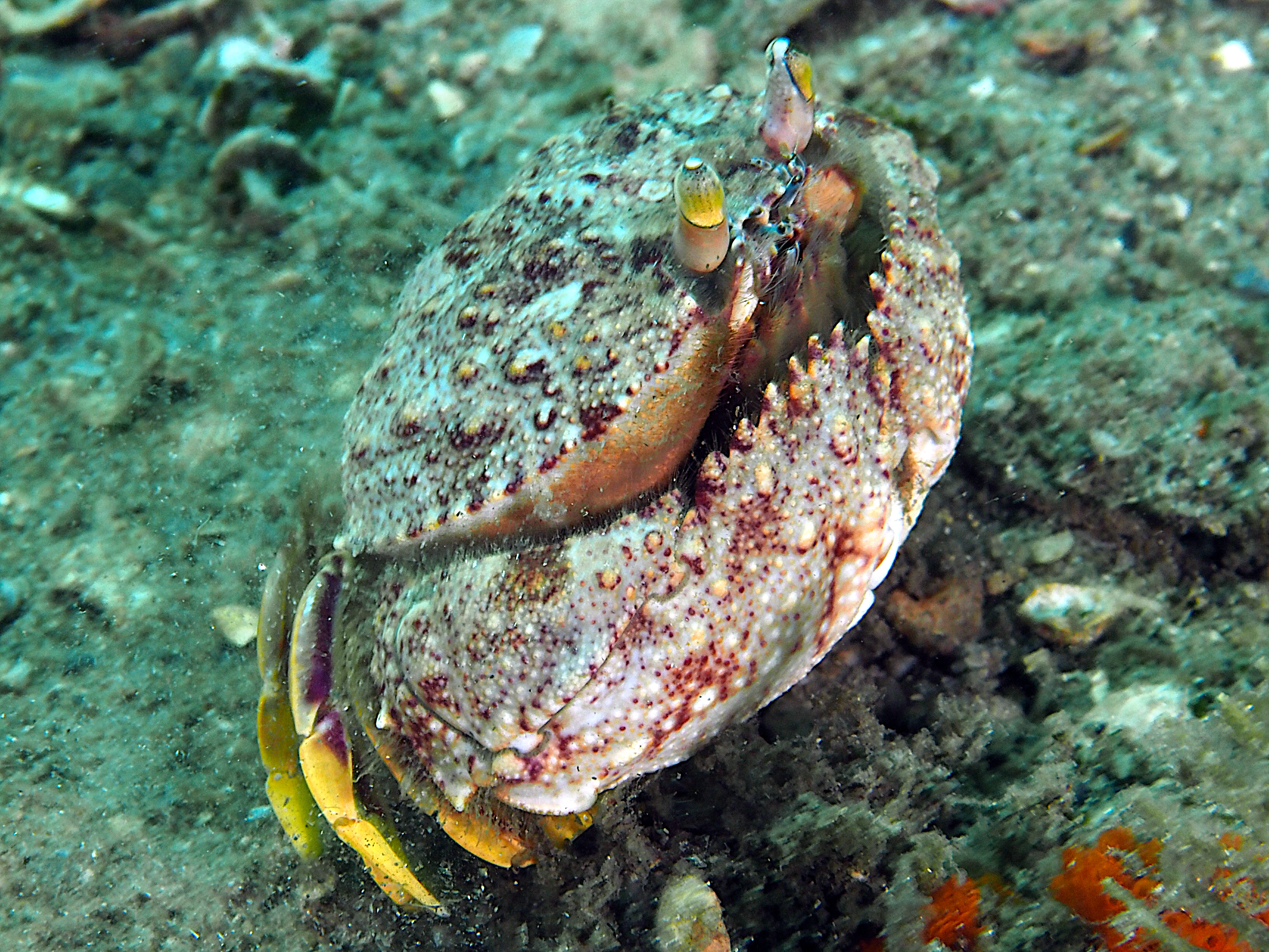 Shameface Heart Crab - Cryptosoma bairdii
