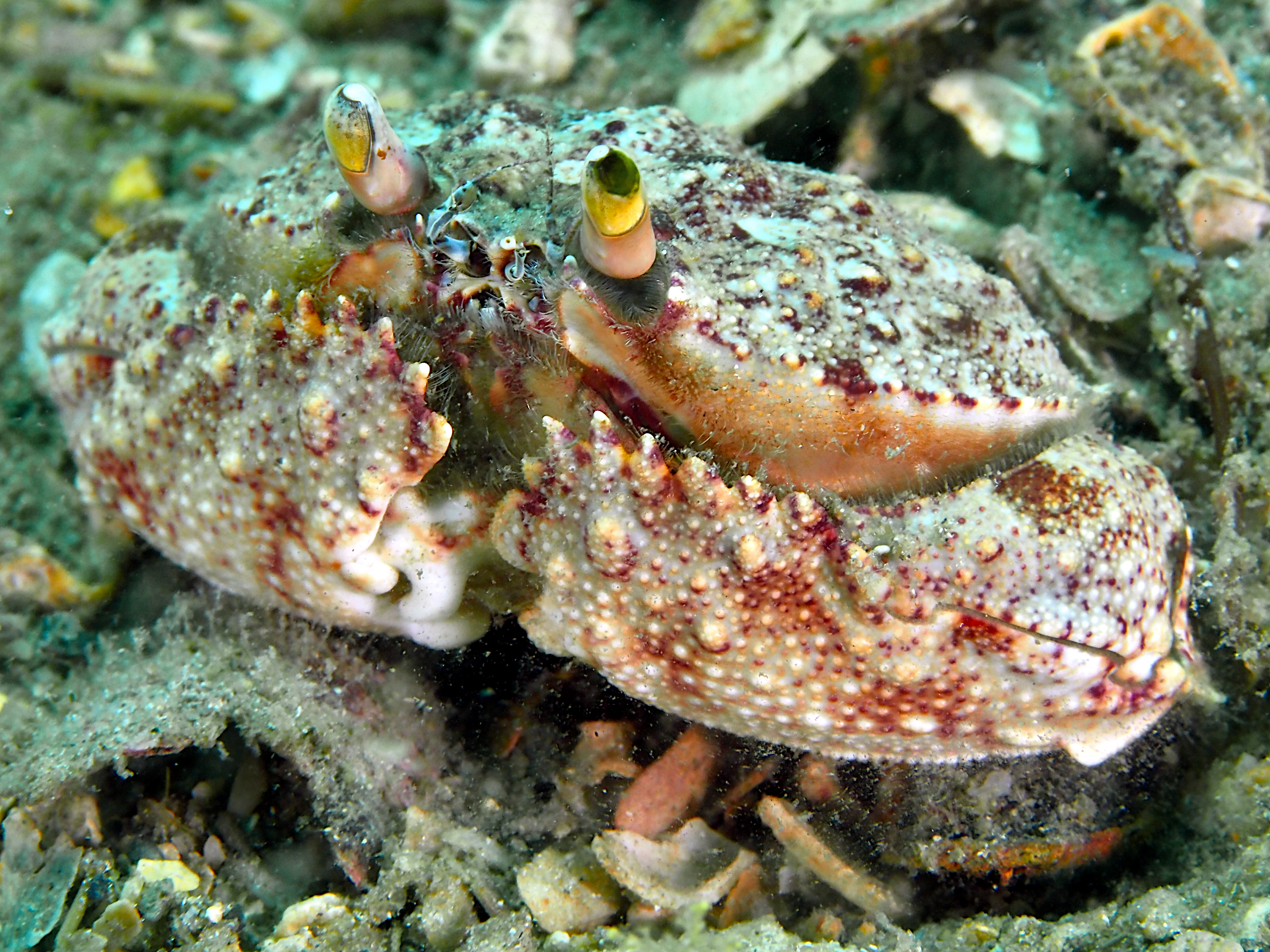 Shameface Heart Crab - Cryptosoma balguerii