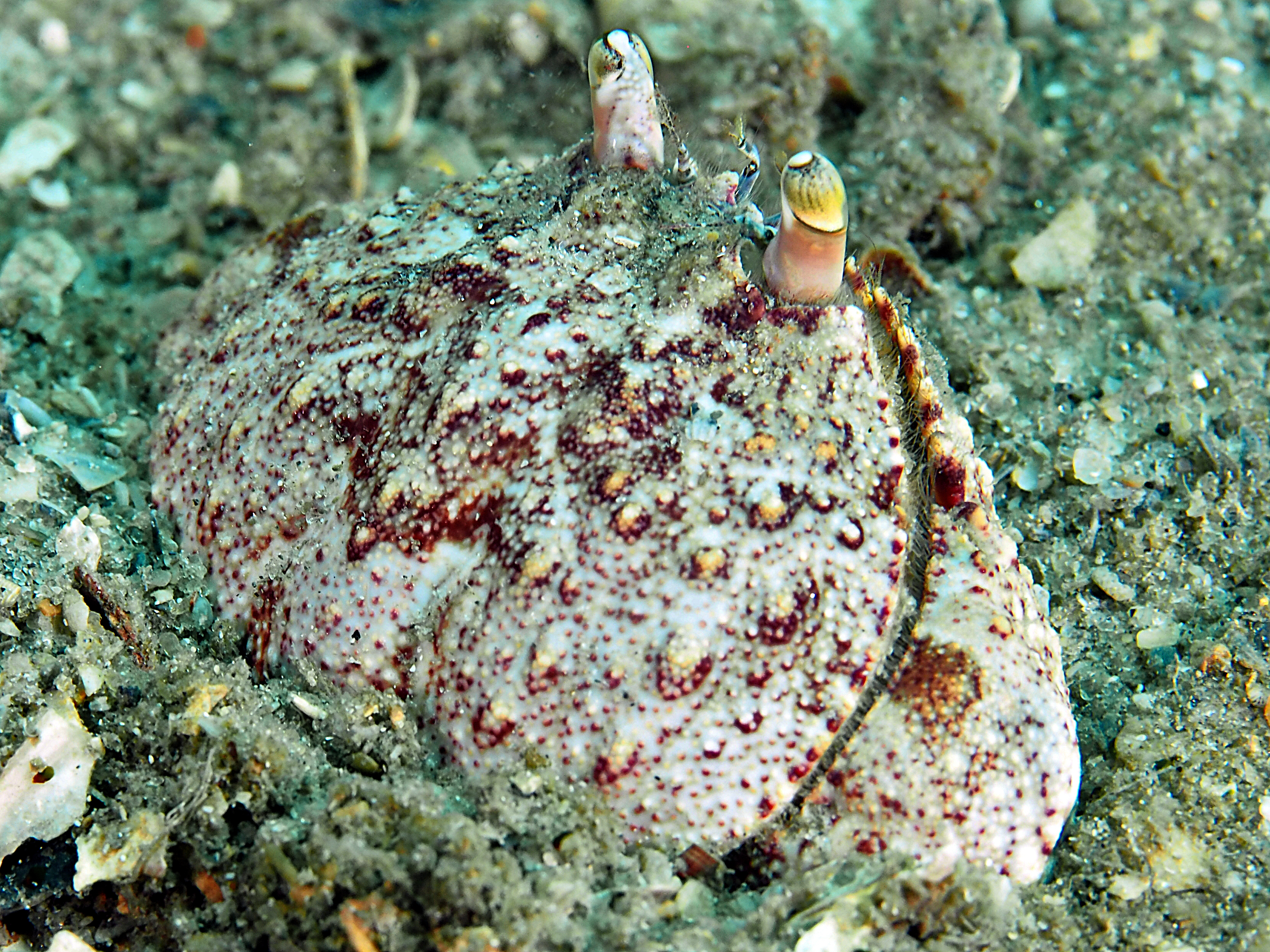 Shameface Heart Crab - Cryptosoma balguerii