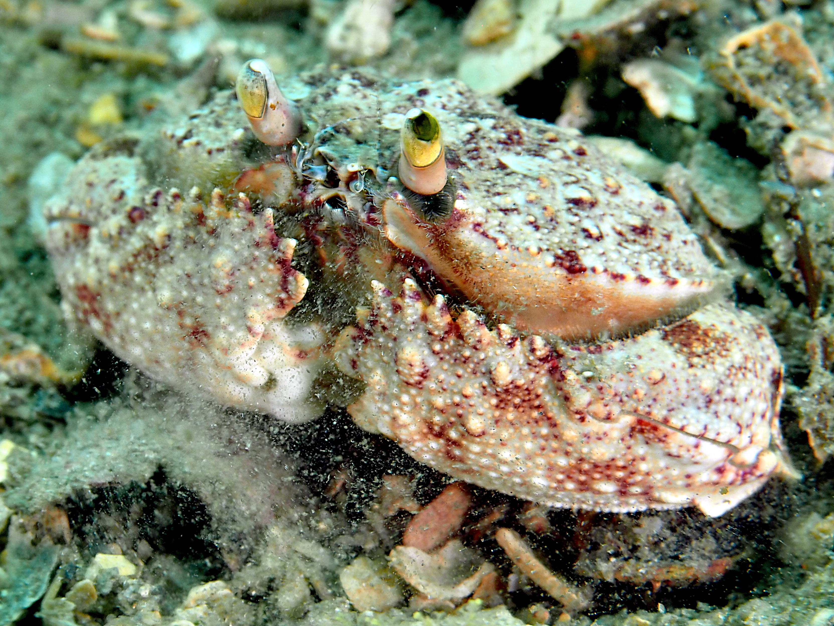 Shameface Heart Crab - Cryptosoma balguerii