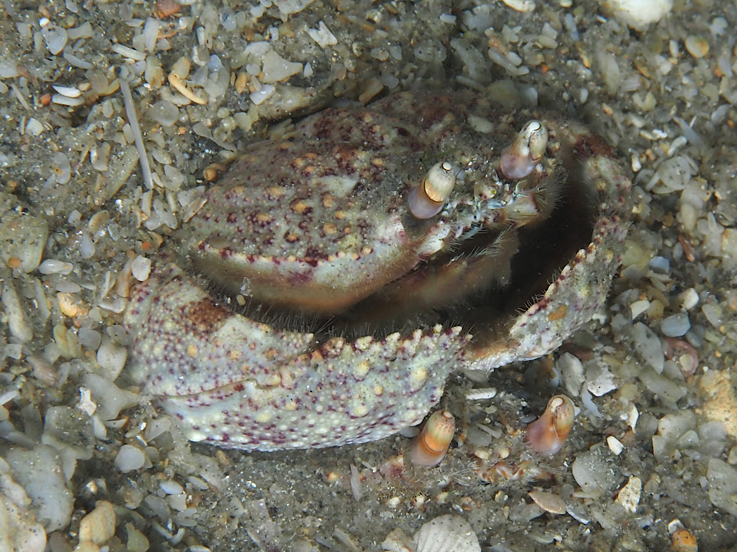 Shameface Heart Crab - Cryptosoma balguerii