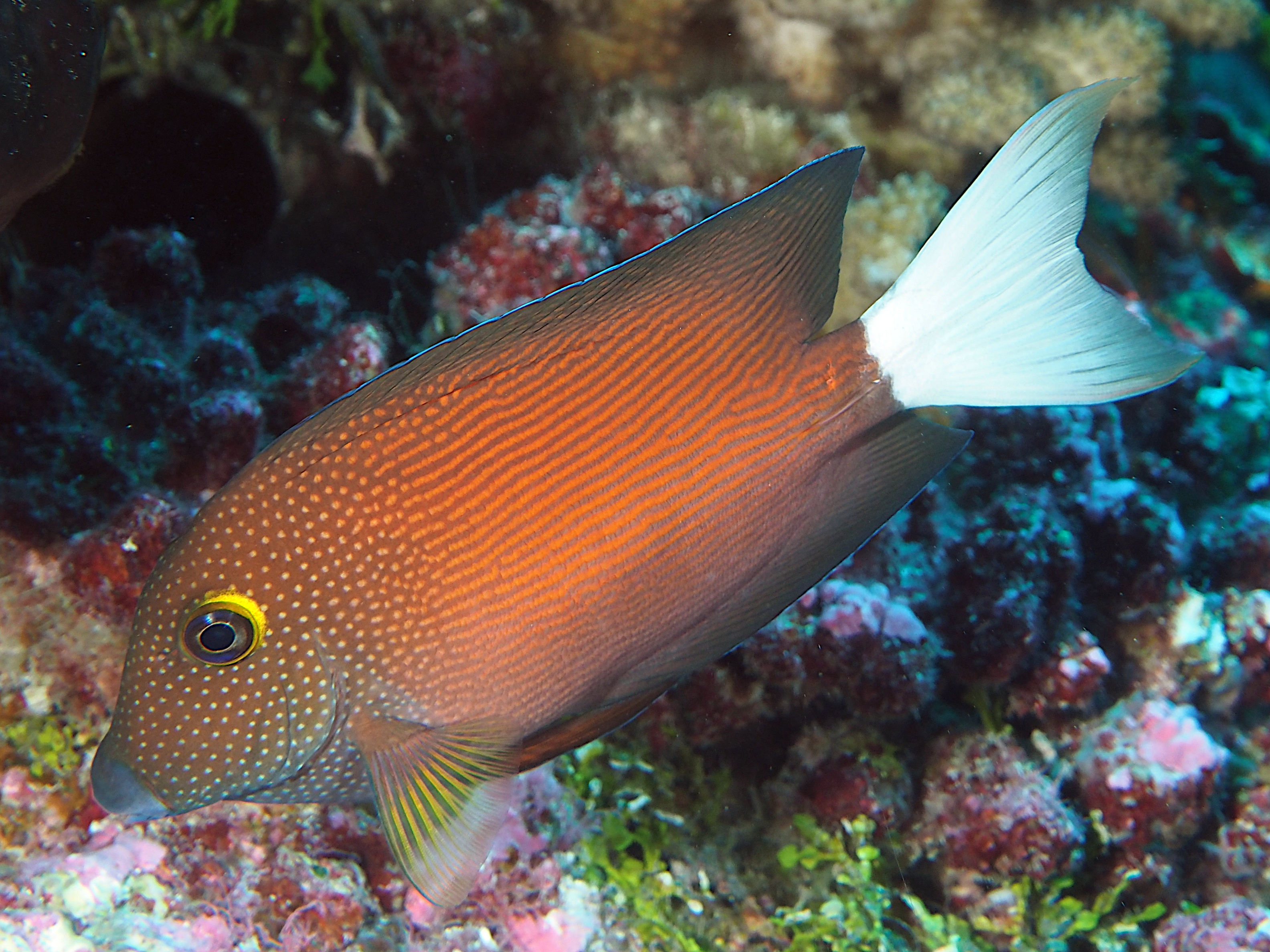 Pale-Tailed Bristletooth - Ctenochaetus flavicauda - Rangiroa, French Polynesia