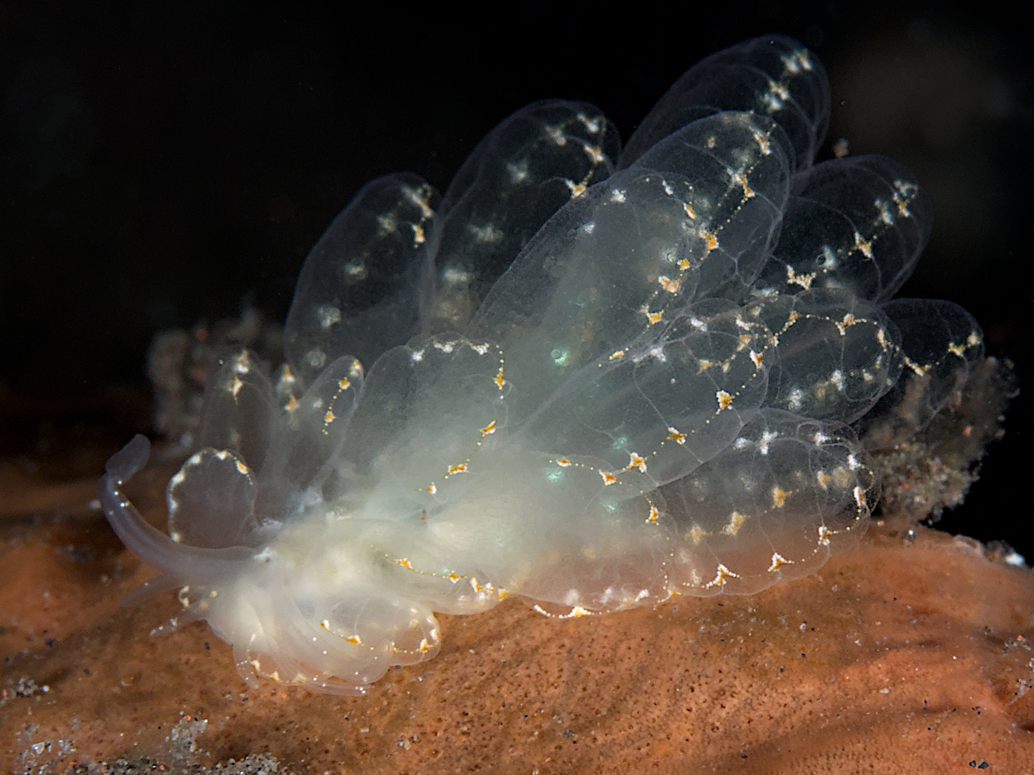 Elegant Sapsucking Slug - Cyerce elegans