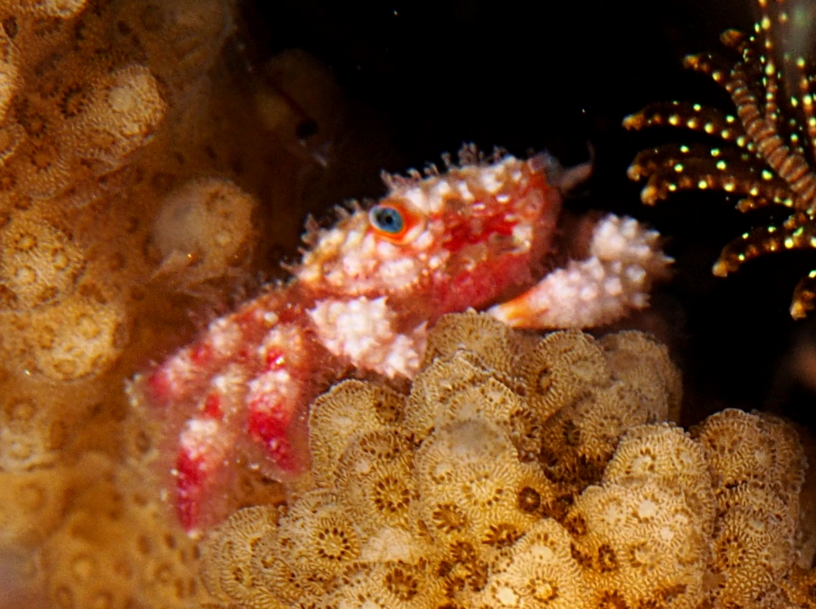 Blue-Eyed Coral Crab - Cymo quadrilobatus
