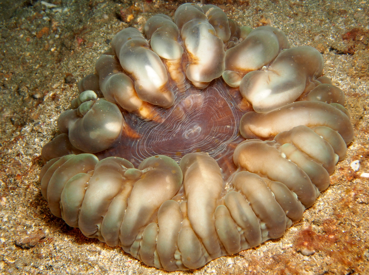 Button Coral - Cynarina lacrymalis