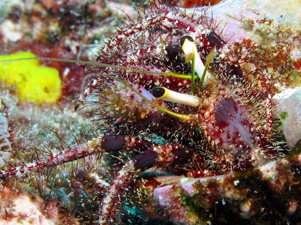 Dark Knee Hermit Crab - Dardanus lagopodes