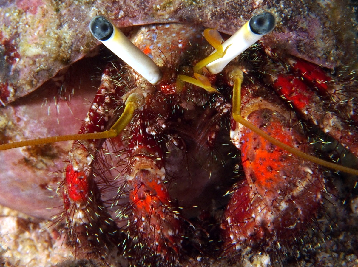 Dark Knee Hermit Crab - Dardanus lagopodes