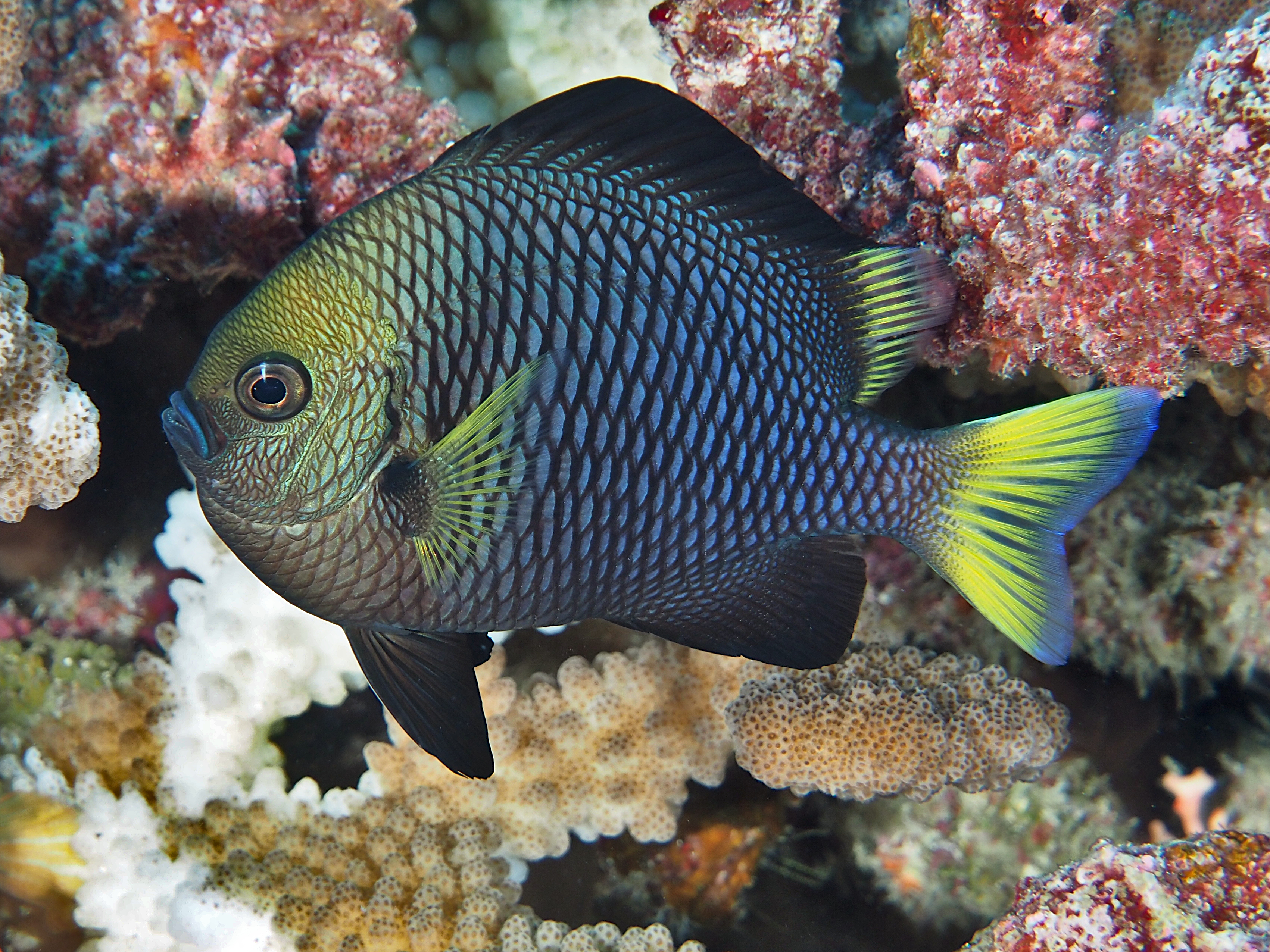 Yellowtail Dascyllus - Dascyllus flavicaudus - Rangiroa, French Polynesia