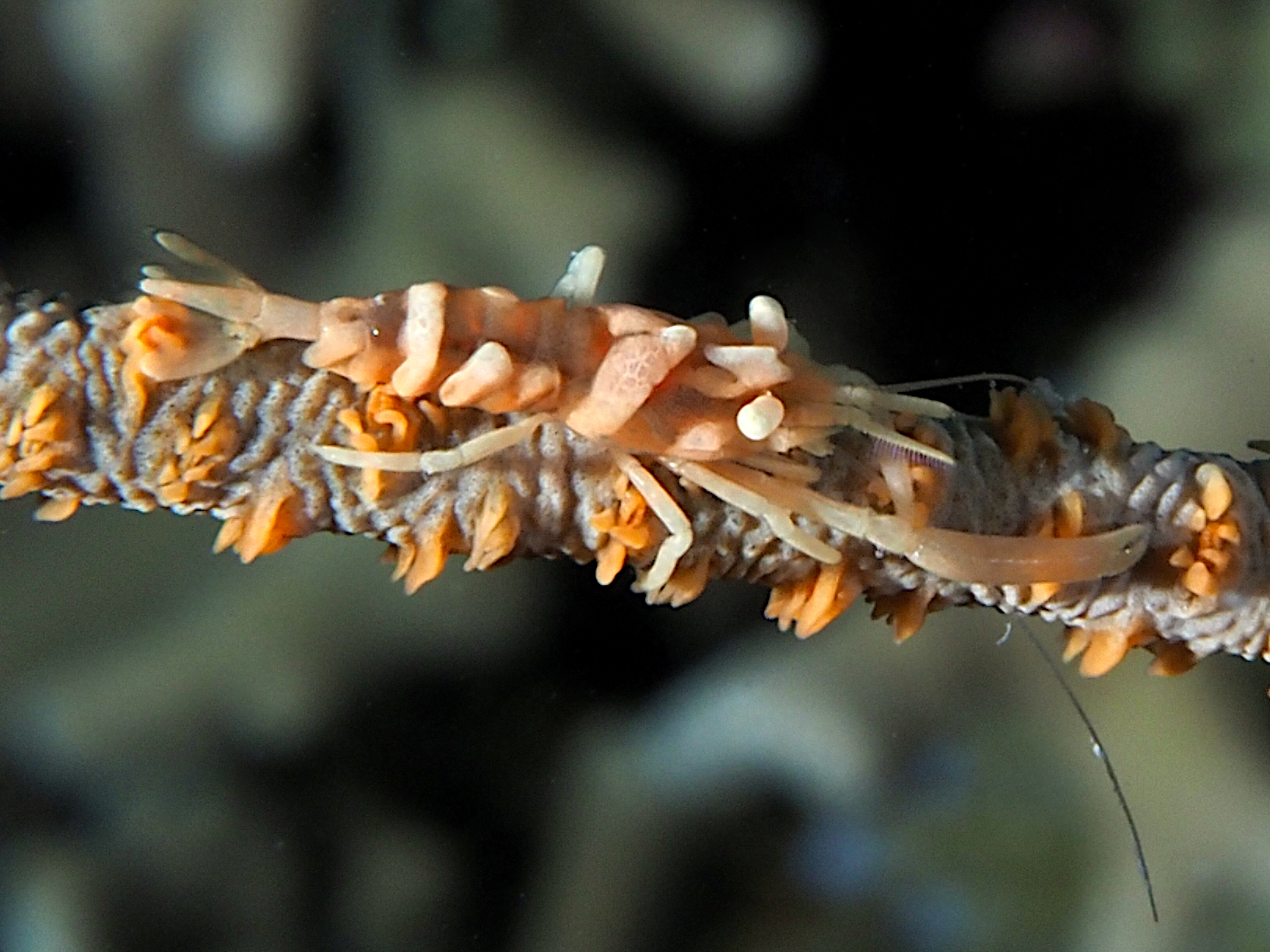 Zanzibar Whip Coral Shrimp - Dasycaris zanzibarica