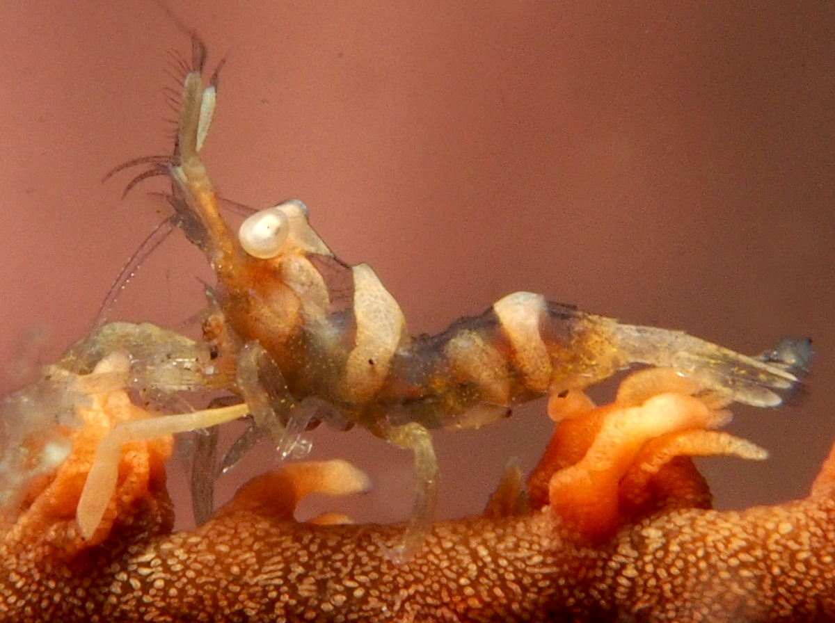 Zanzibar Whip Coral Shrimp - Dasycaris zanzibarica
