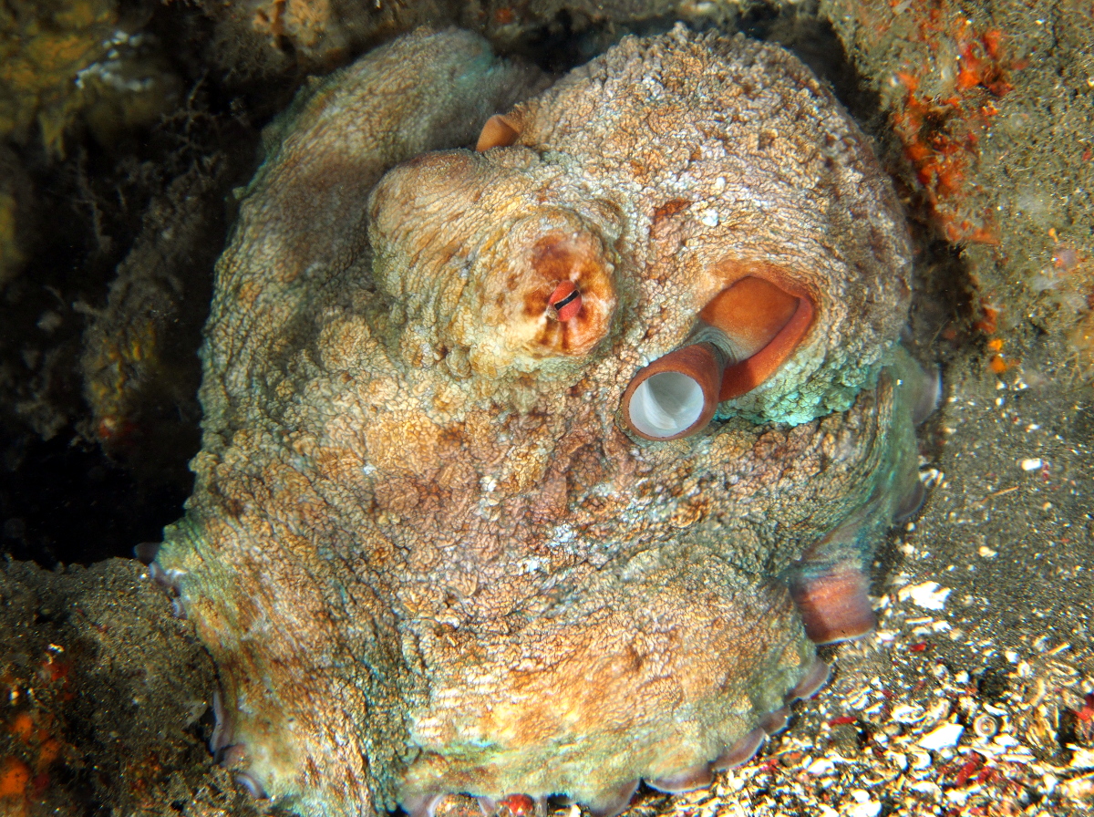 Day Octopus - Octopus cyanea