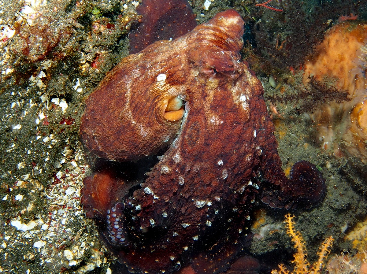 Day Octopus - Octopus cyanea
