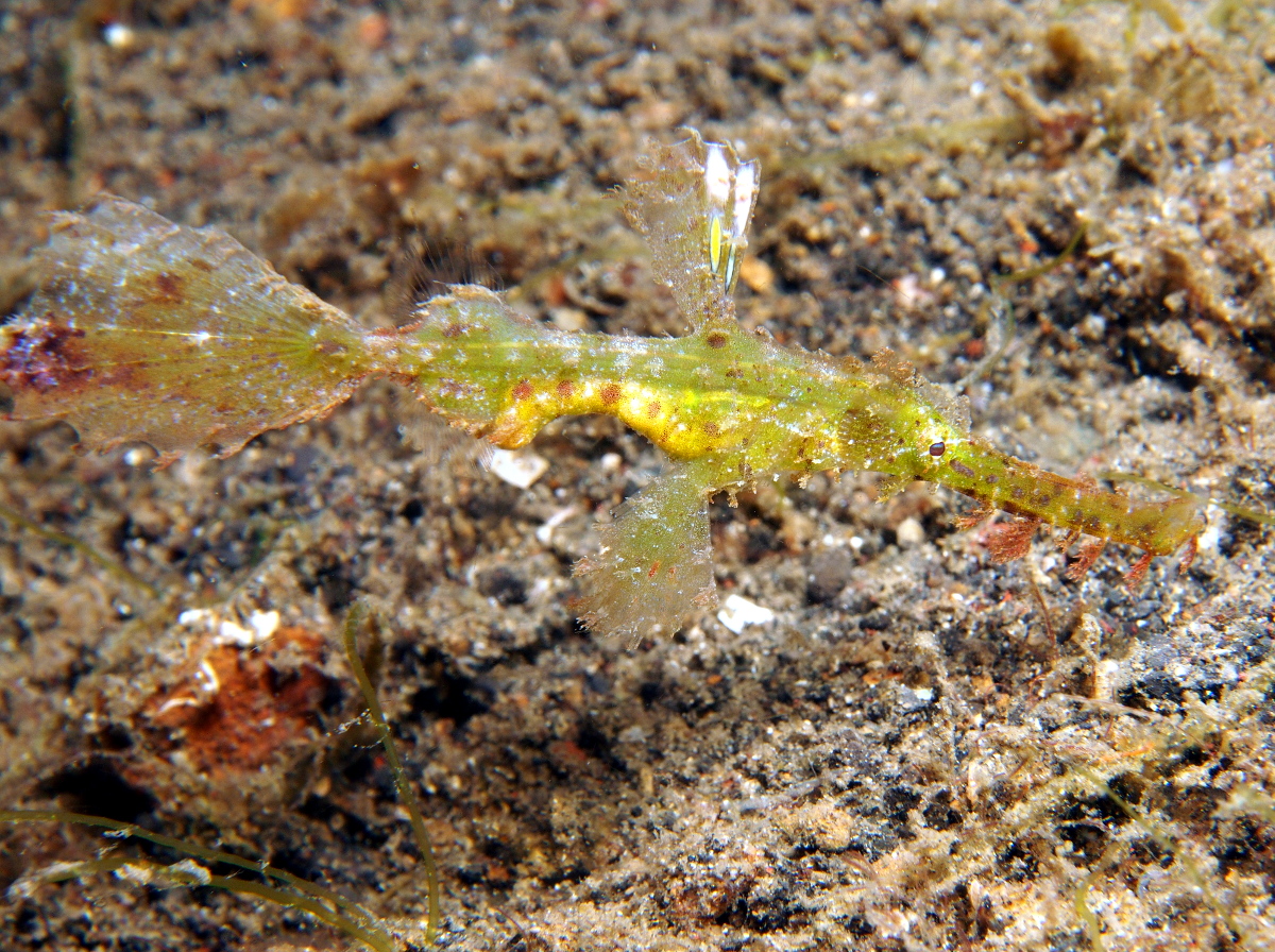 Delicate Ghost Pipefish - Solenostomus leptosoma