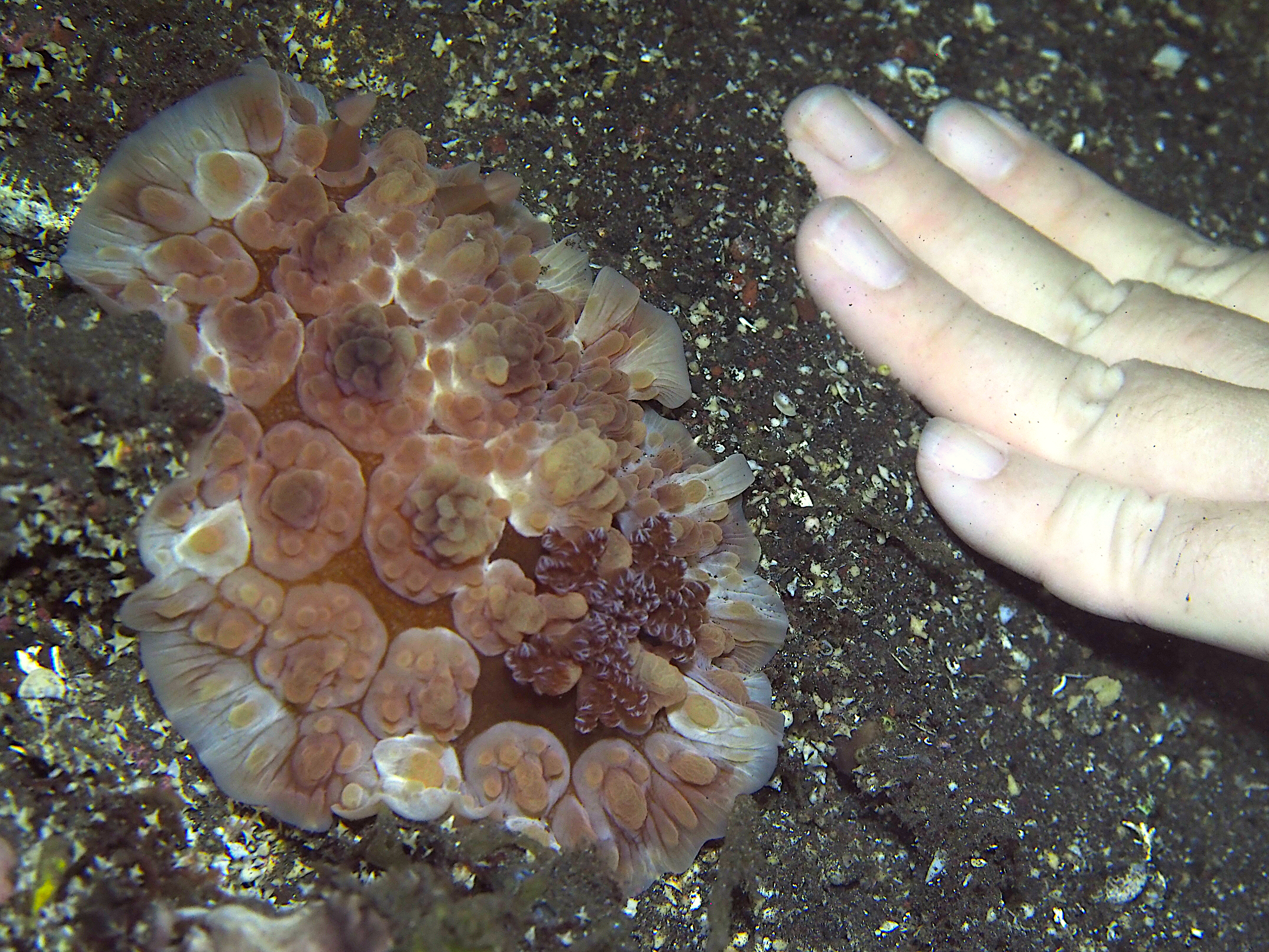 Lumpy Dendrodoris - Dendrodoris carbunculosa
