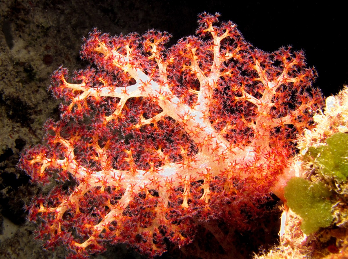 Tree Coral - Dendronephthya spp. - Palau
