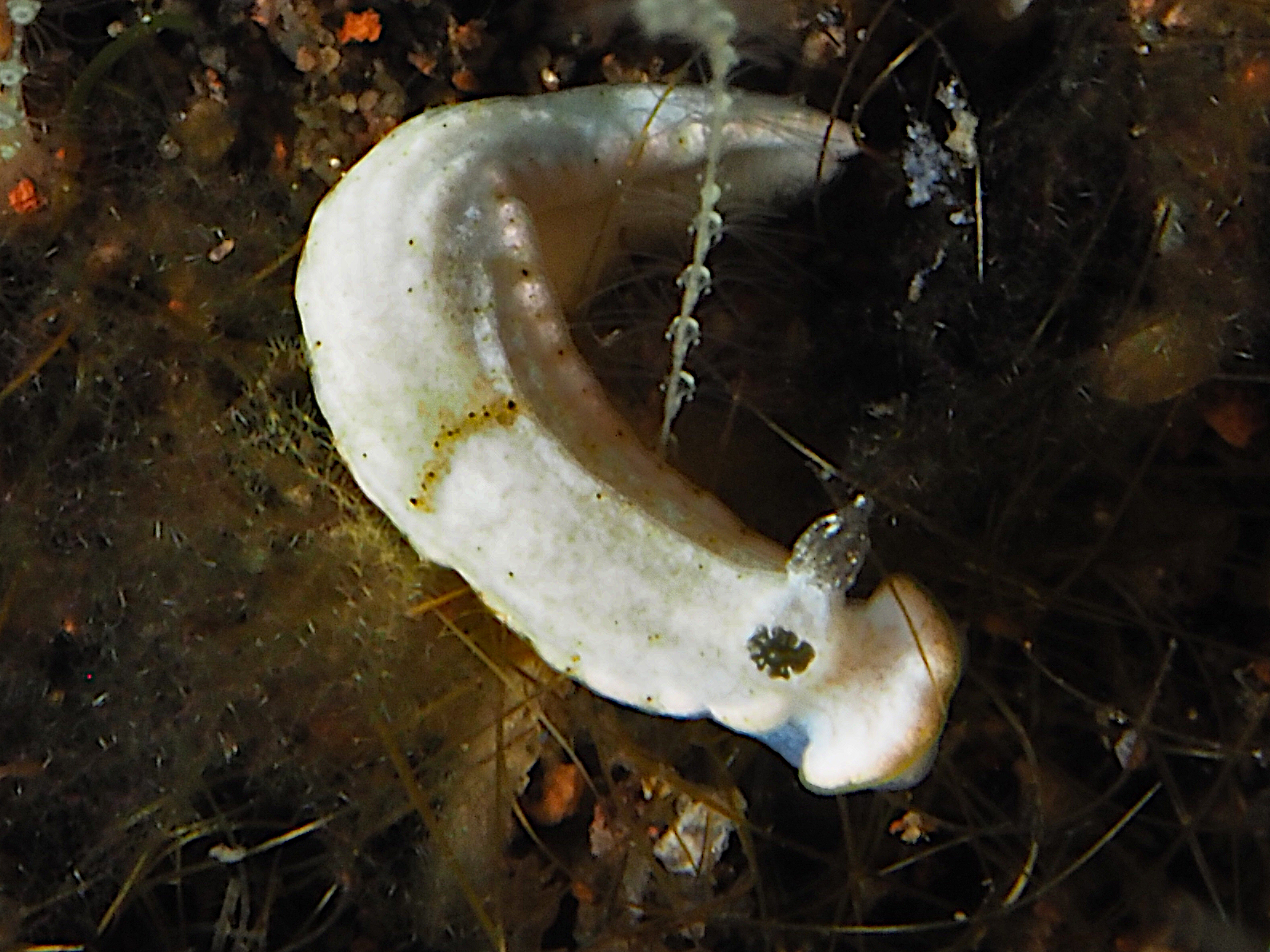 Dermatobranchus sp. 1 - Dermatobranchus sp. 1 - Bali, Indonesia