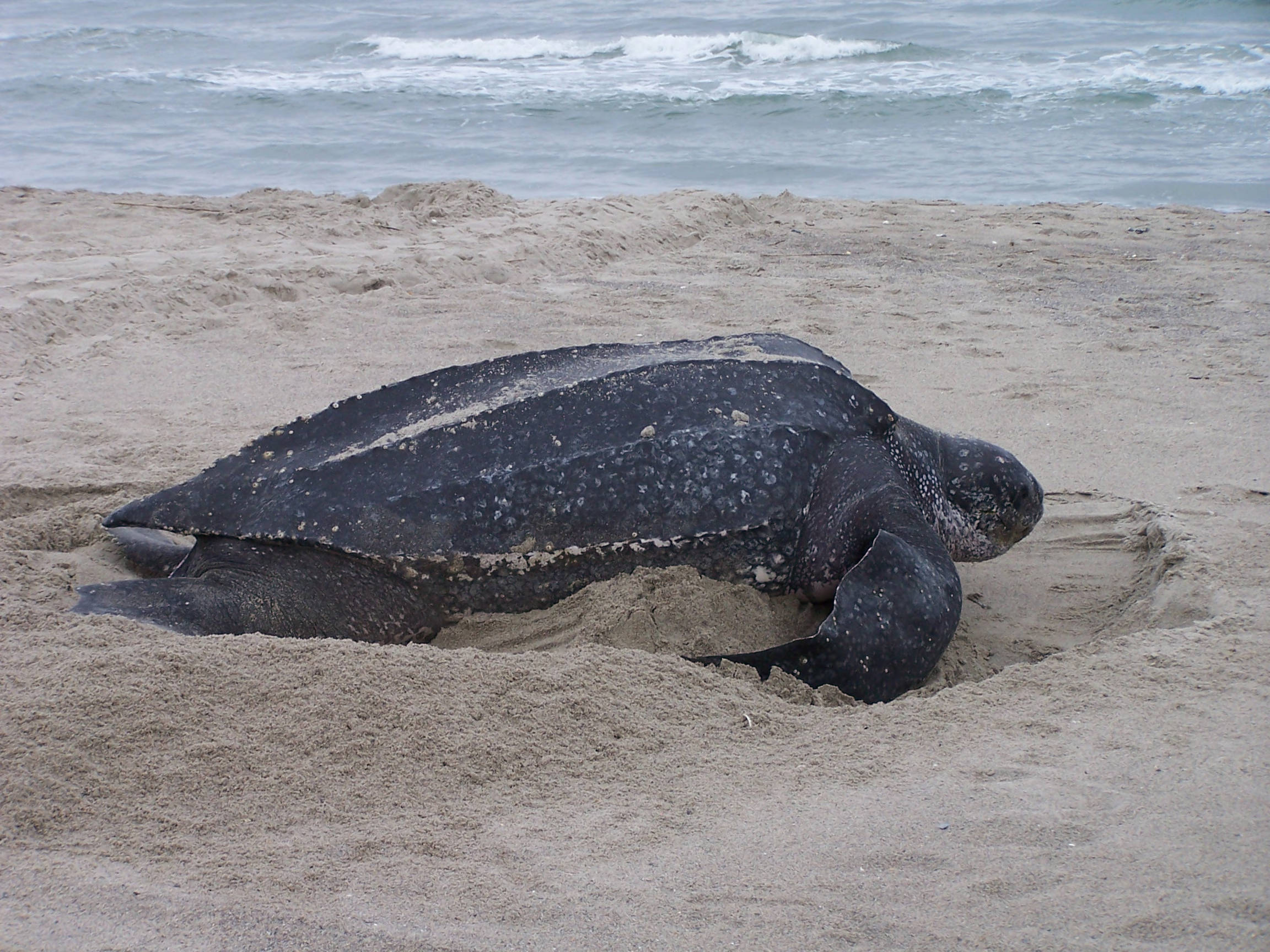 Leatherback Sea Turtle - Dermochelys coriacea - N/A