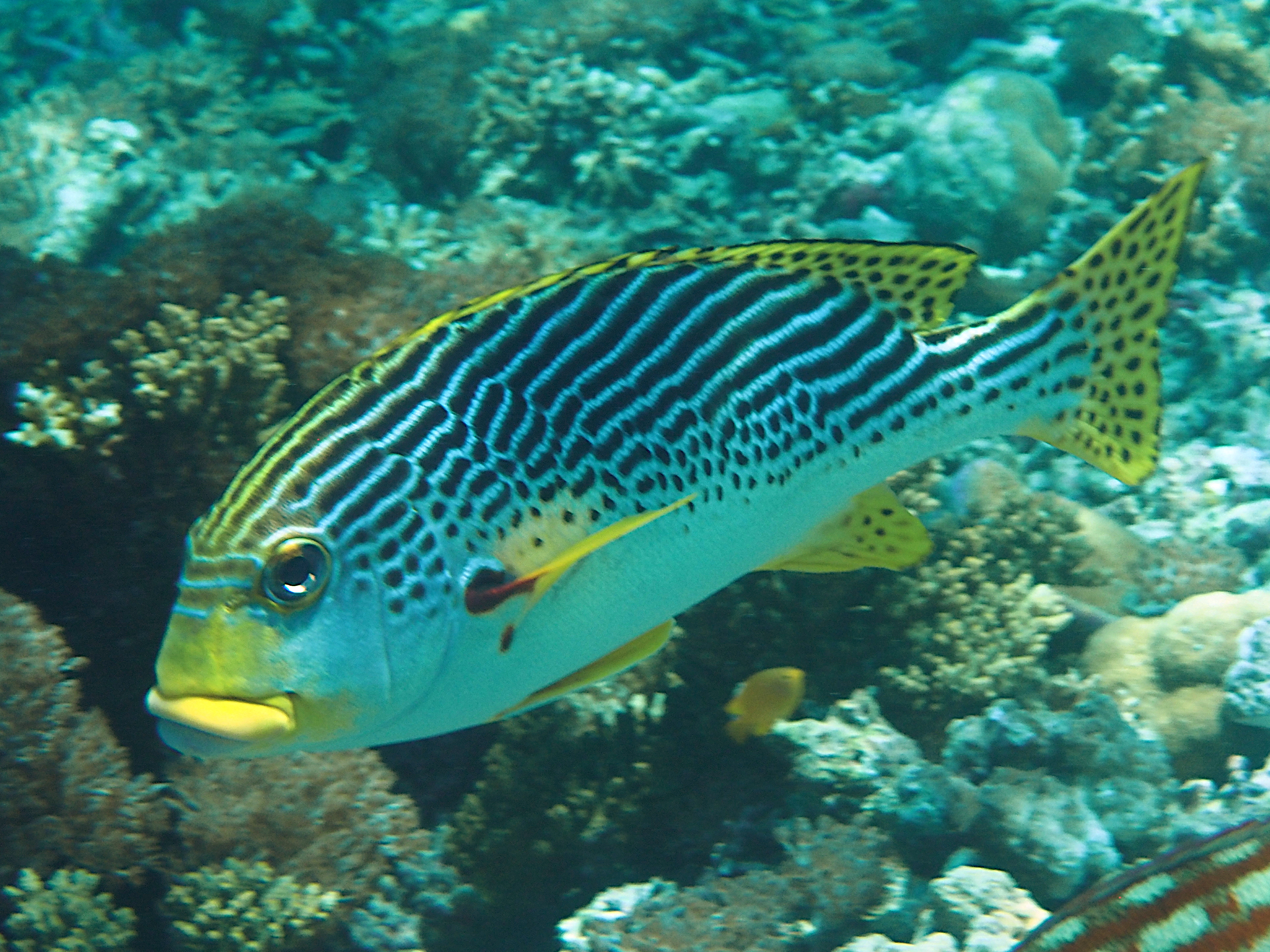 Diagonal-Banded Sweetlips - Plectorhinchus lineatus