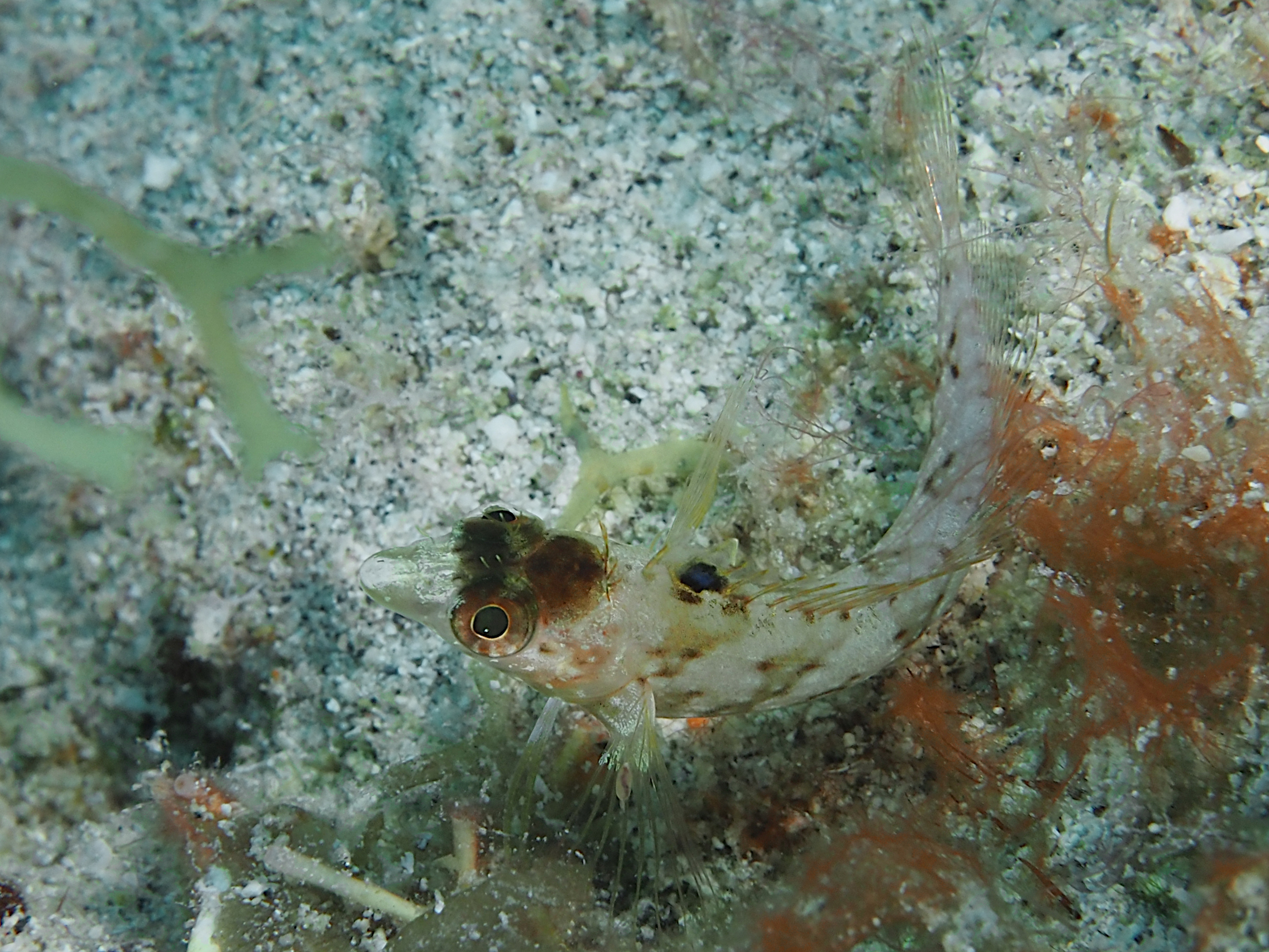 Diamond Blenny - Malacoctenus boehlkei