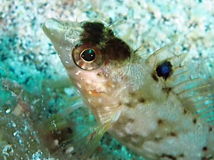 Diamond Blenny - Malacoctenus boehlkei