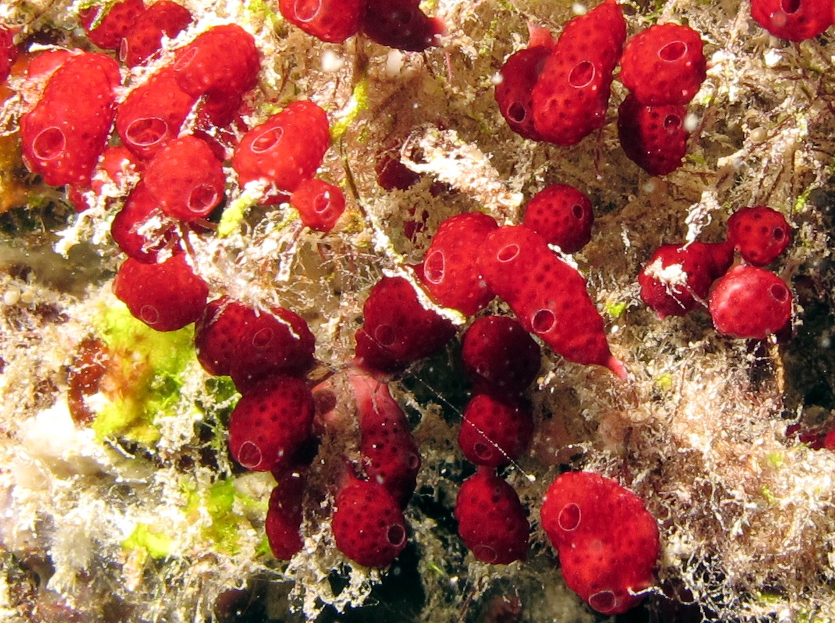 Didemnum Strawberry Tunicate - Didemnum cf. moseleyi